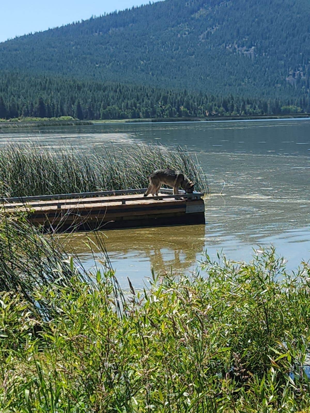 Krista S.'s photo of camping with pets at Eagle Ridge Park near Beatty, OR
