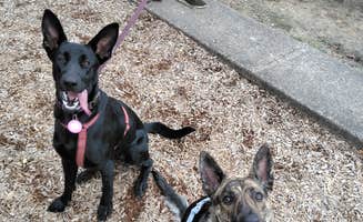 Jami C.'s photo of camping with pets at Knox Butte RV Park near Corvallis, OR