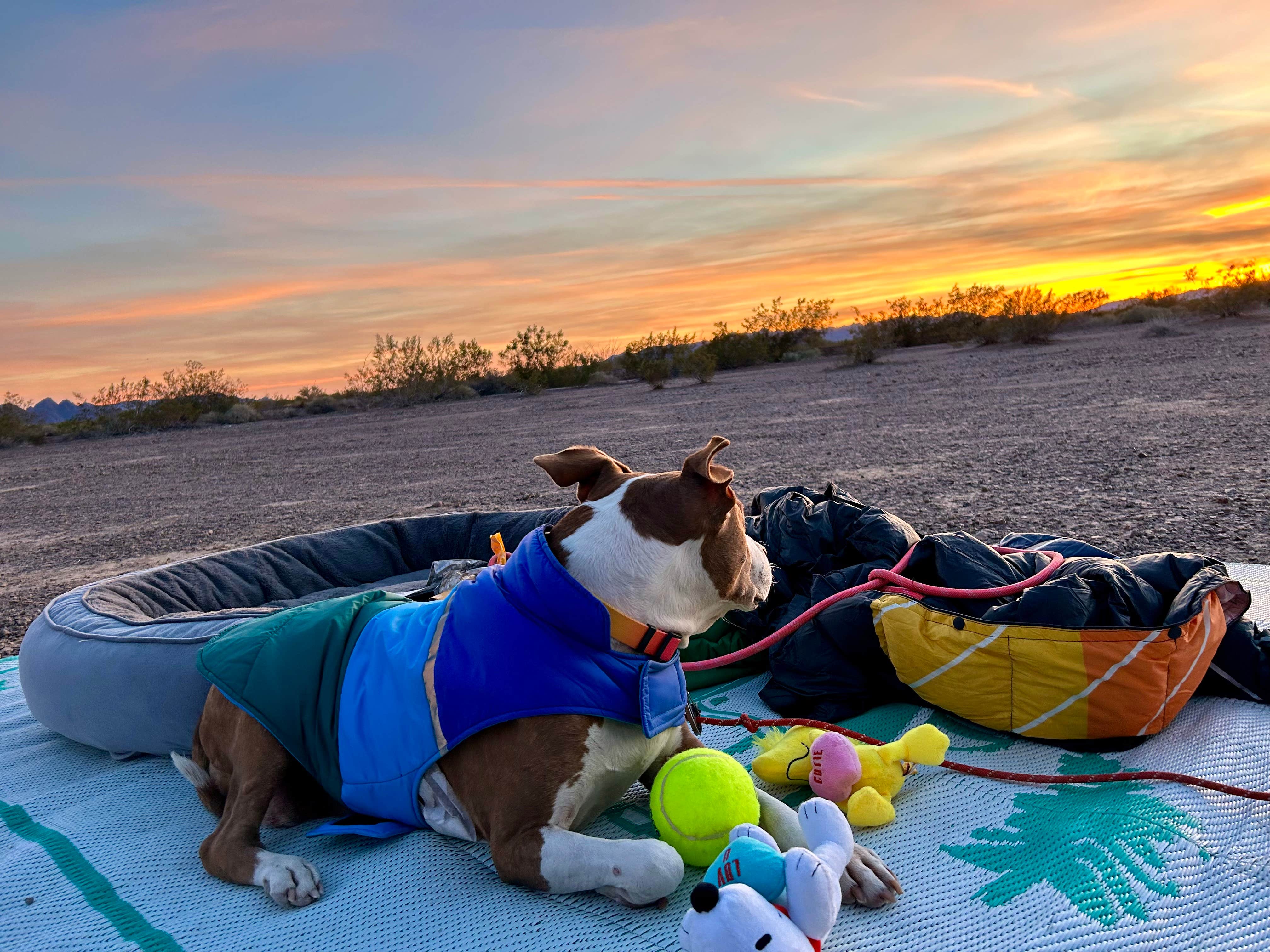 Danny T.'s photo of camping with pets at Kofa National Wildlife Refuge near Dateland, AZ