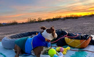 Danny T.'s photo of camping with pets at Kofa National Wildlife Refuge near Wellton, AZ