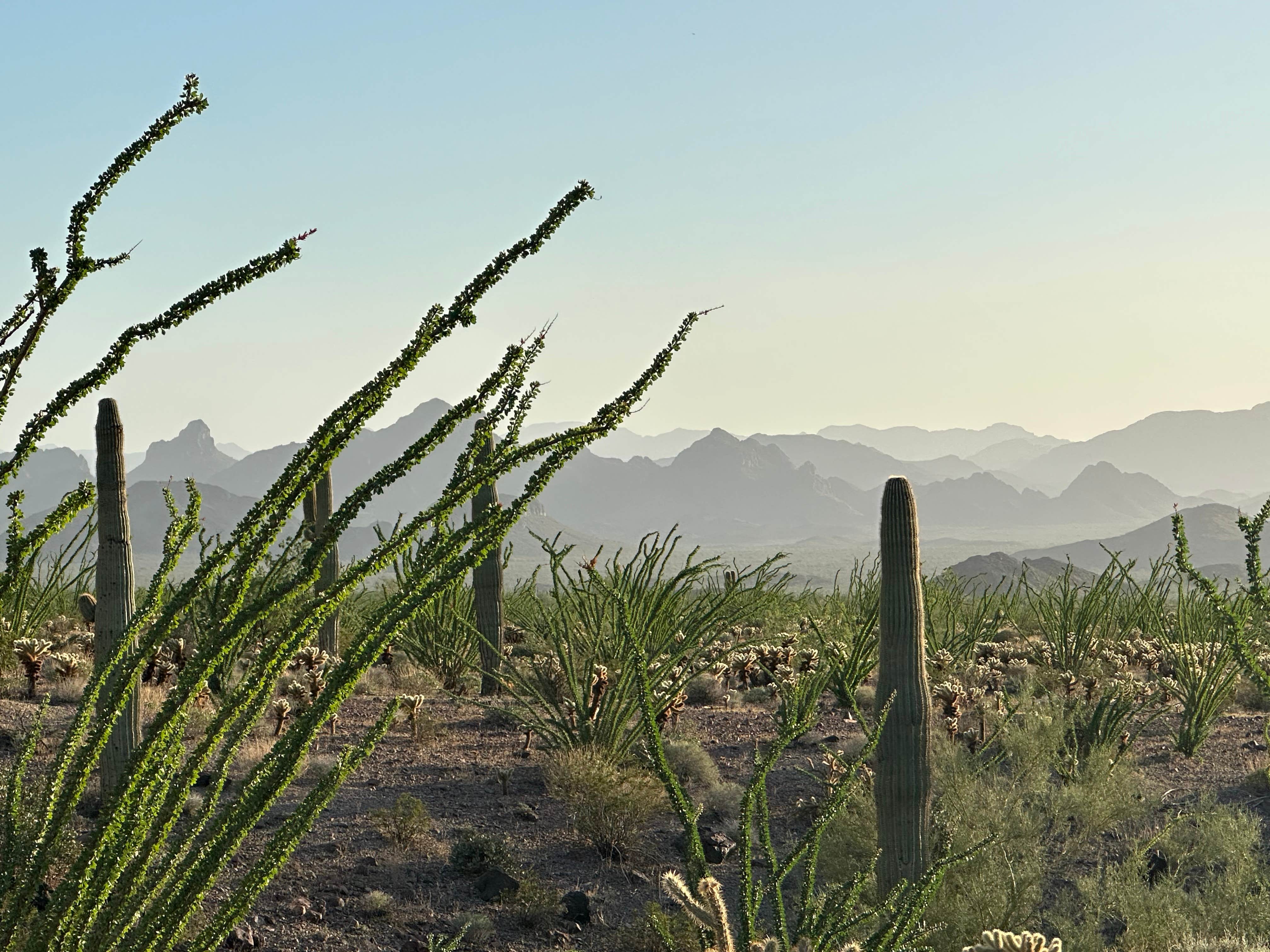 Camper-submitted photo at Kofa Queen Canyon near Cibola, AZ