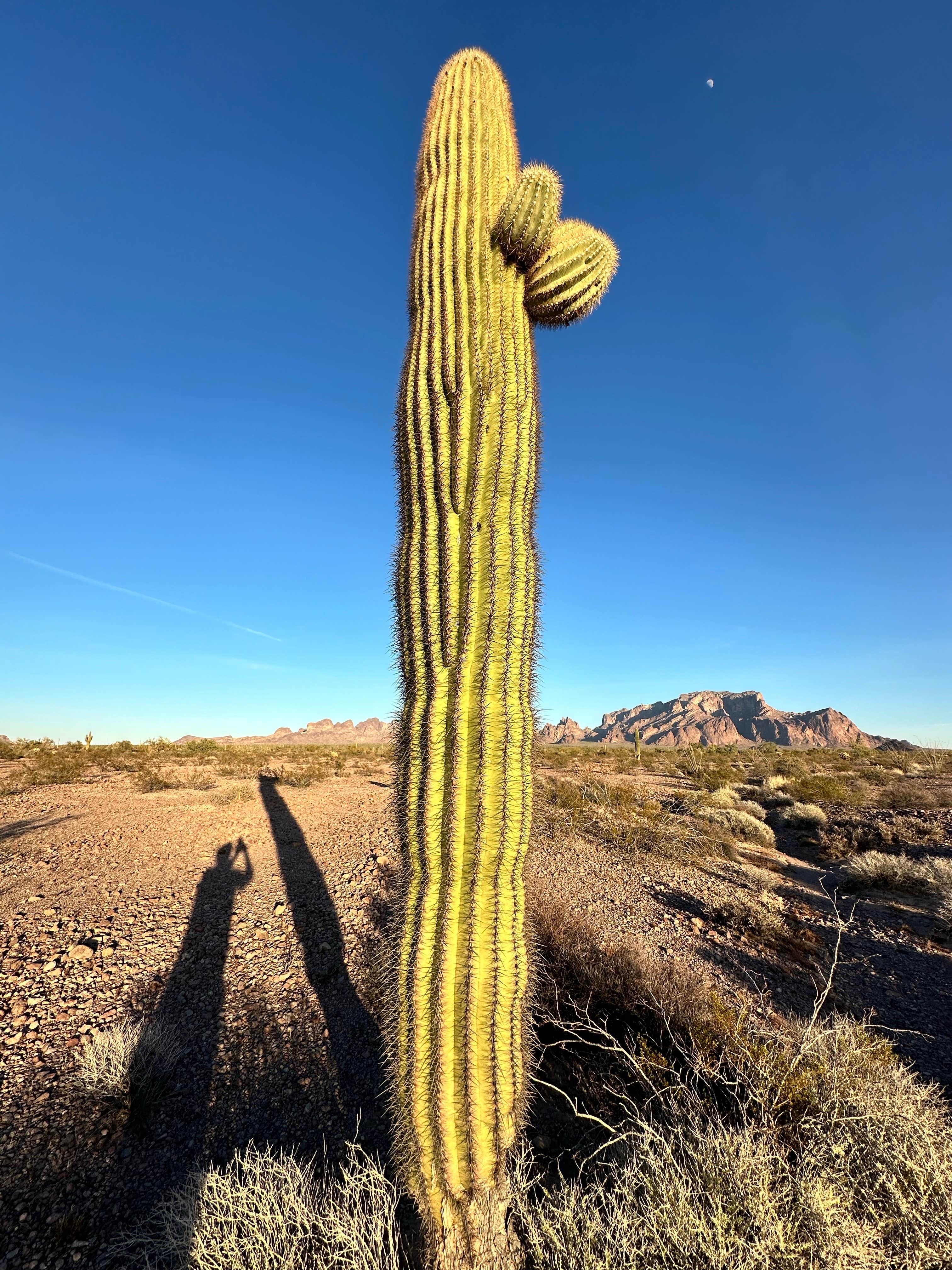 Camper-submitted photo at Kofa Queen Canyon near Cibola, AZ