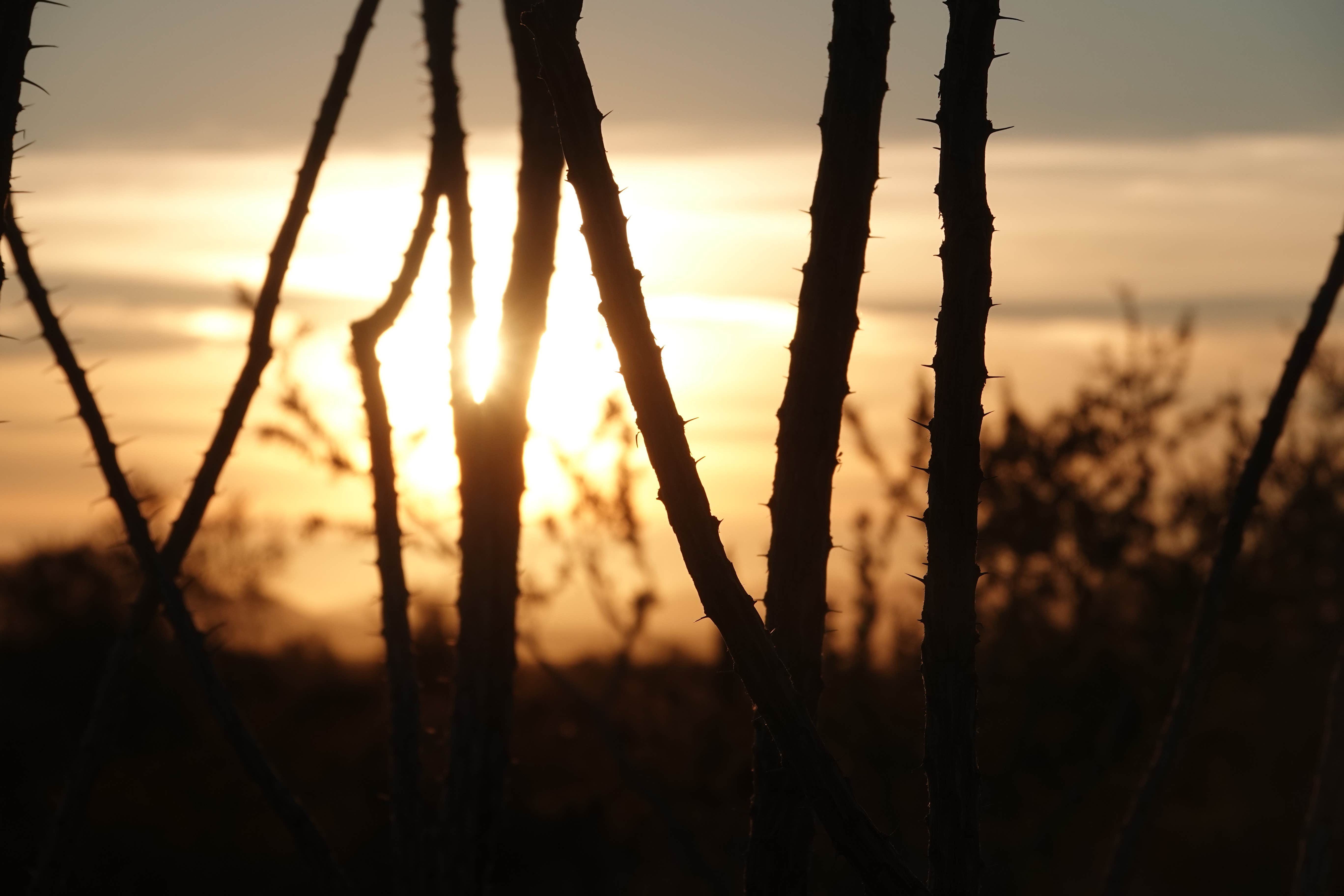 Camper submitted image from Kofa Queen Canyon - 2