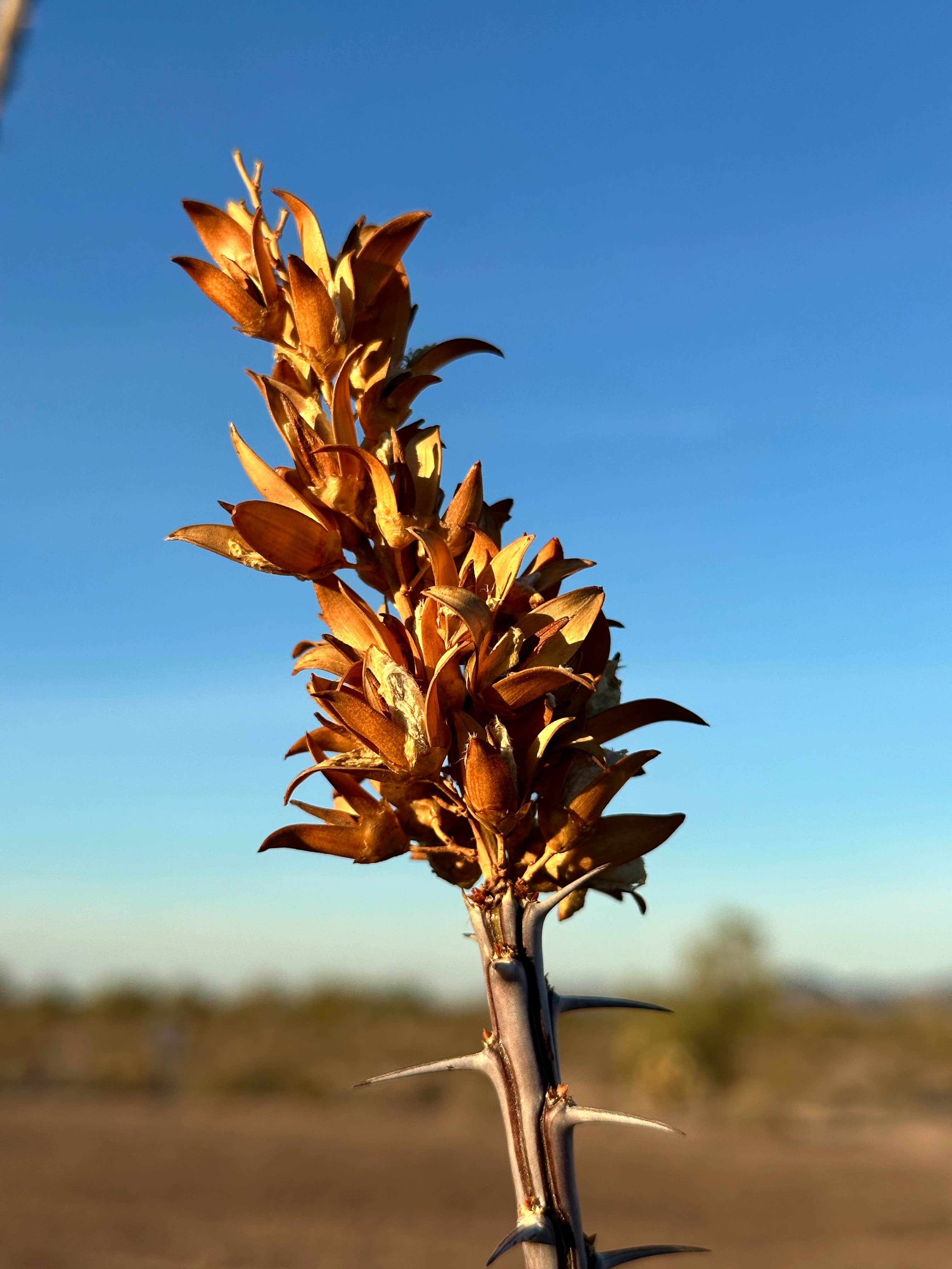 Camper-submitted photo at Kofa Queen Canyon near Cibola, AZ