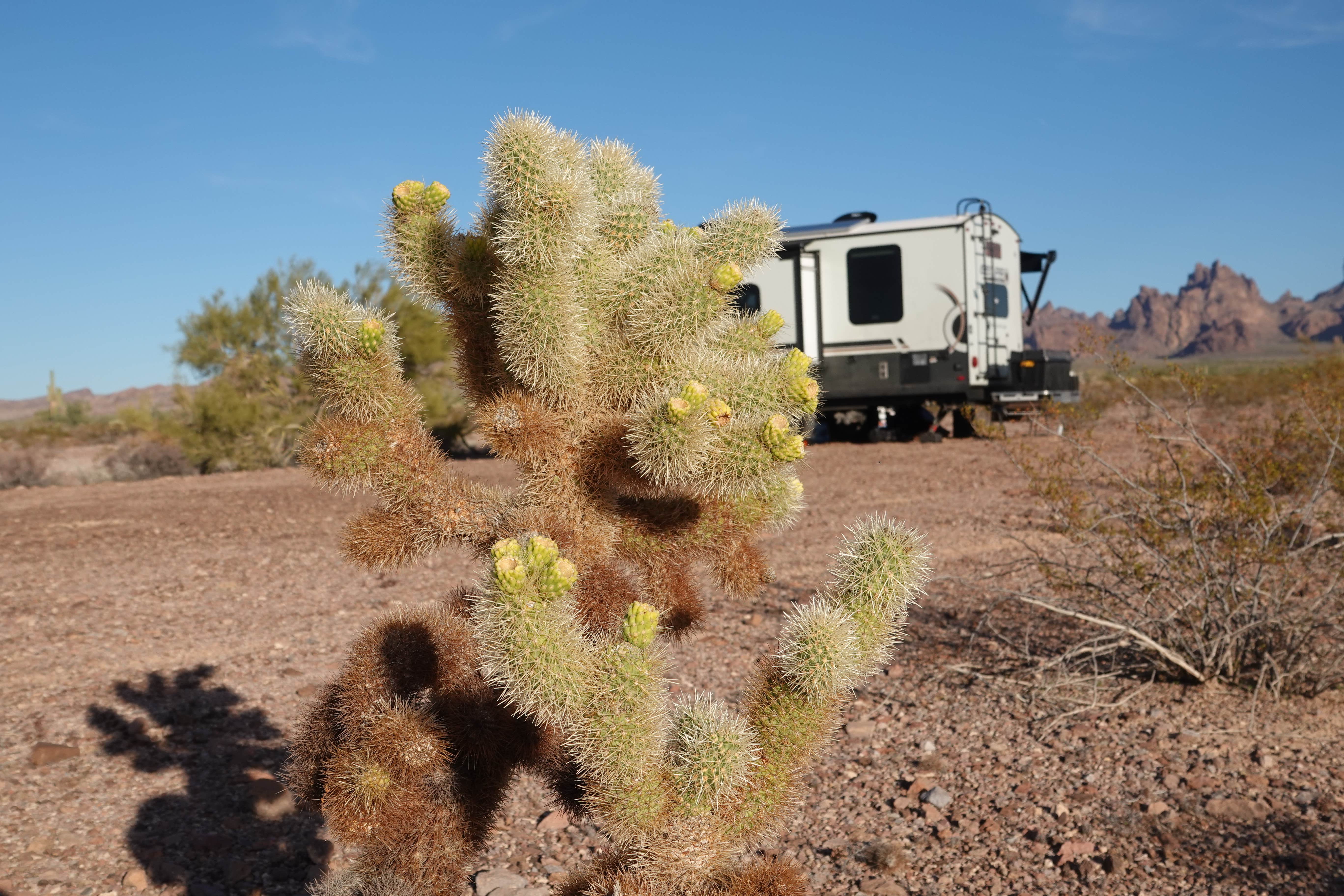 Camper submitted image from Kofa Queen Canyon - 3