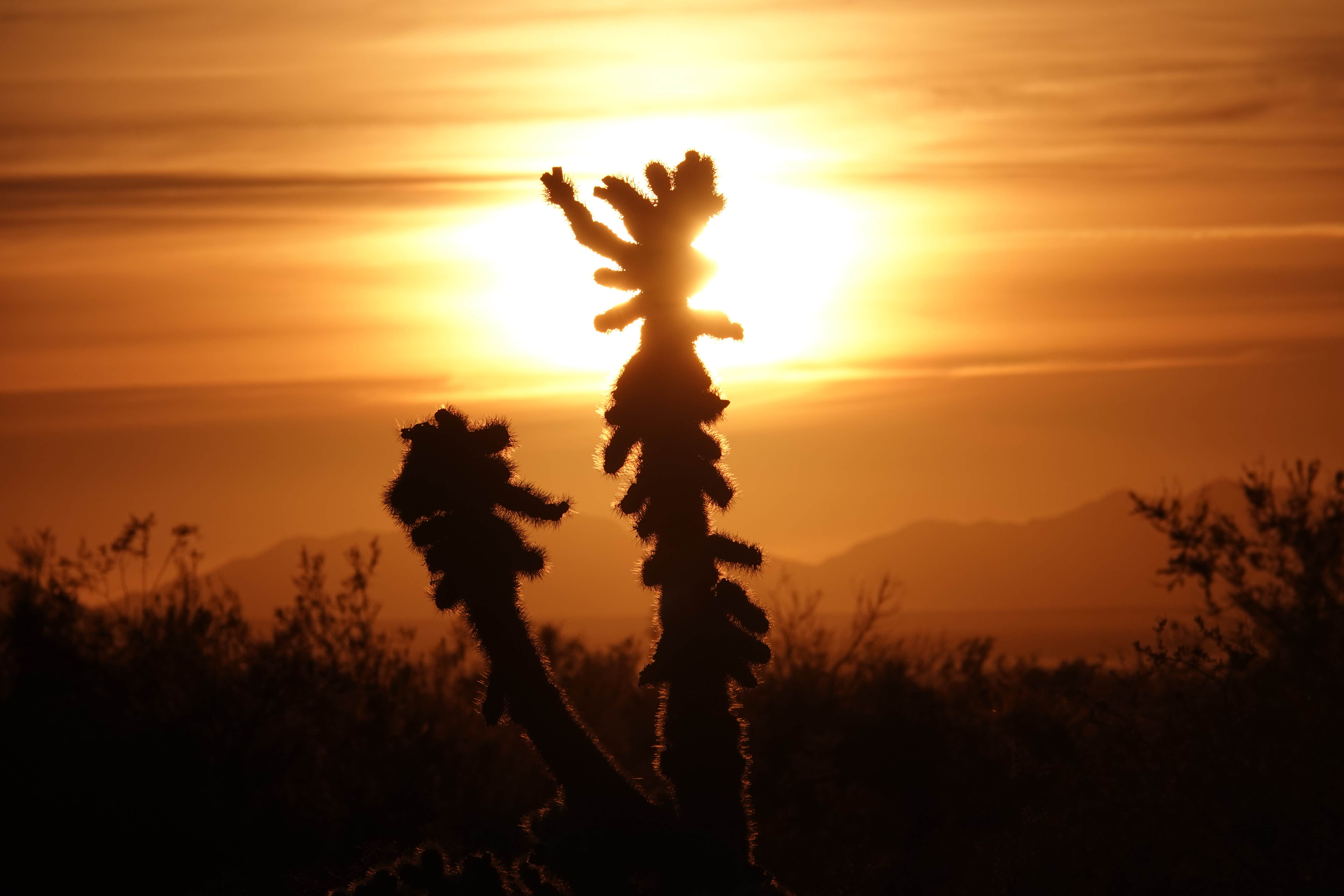 Camper submitted image from Kofa Queen Canyon - 1