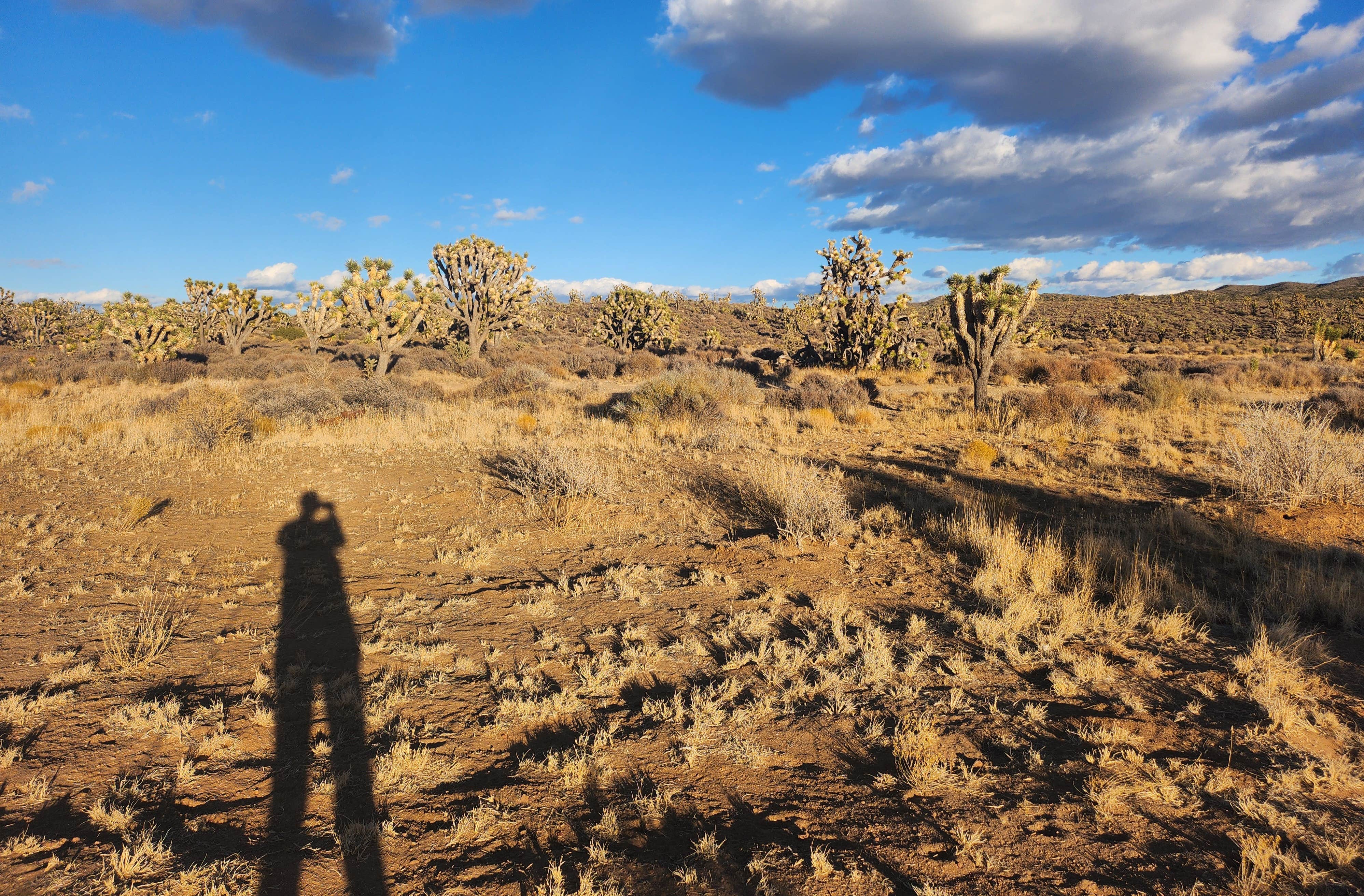 Camper-submitted photo at Kokoweef Dispersed Camping near Nipton, CA