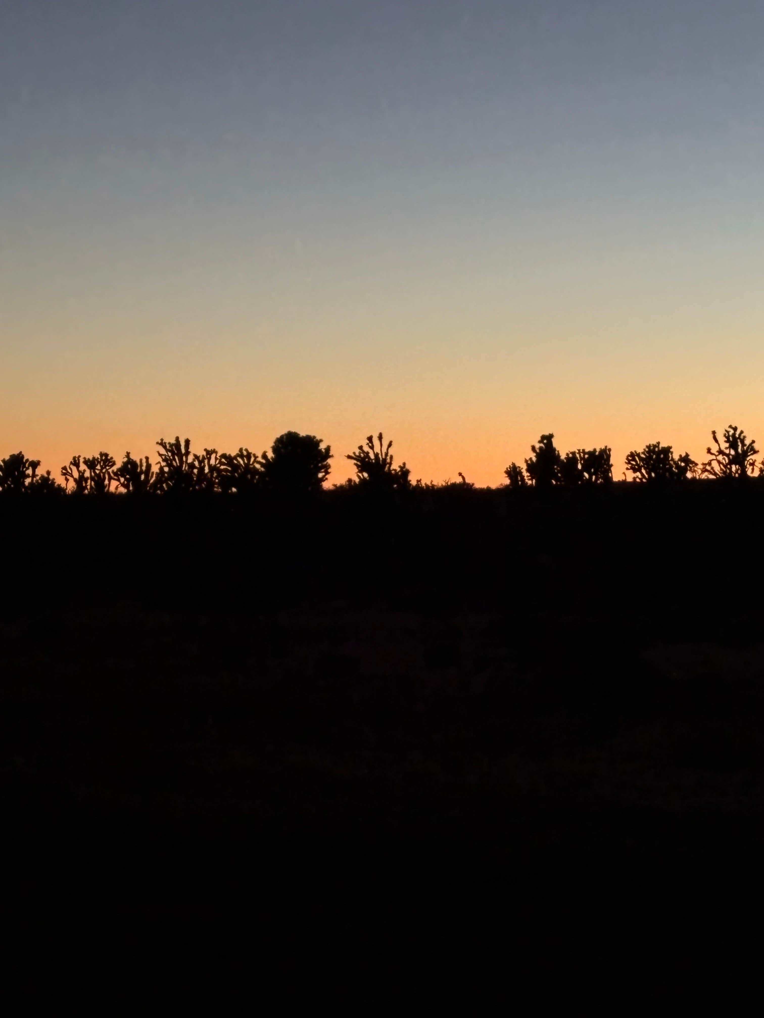 Camper-submitted photo at Kokoweef Dispersed Camping near Nipton, CA