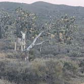 Review photo of Kokoweef Dispersed Camping by Monica R., May 23, 2026