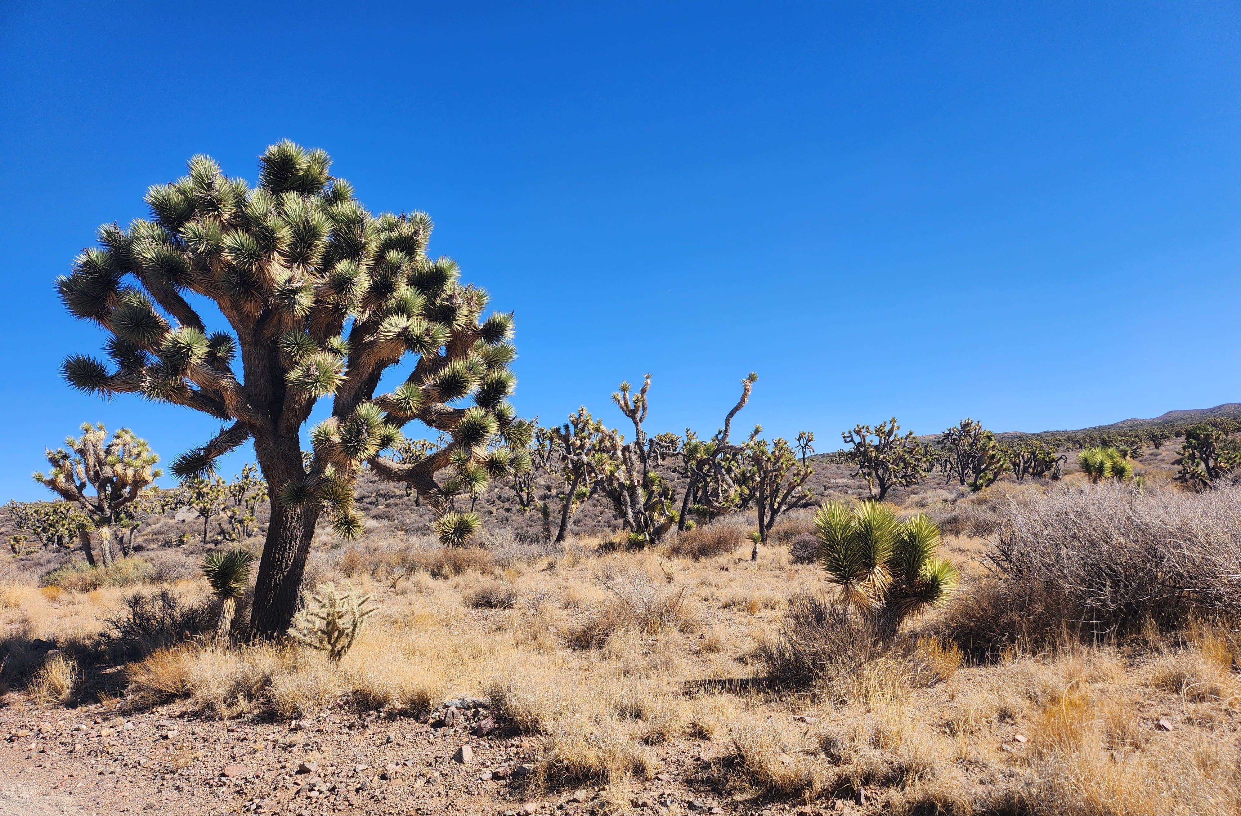 Camper-submitted photo at Kokoweef Dispersed Camping near Nipton, CA
