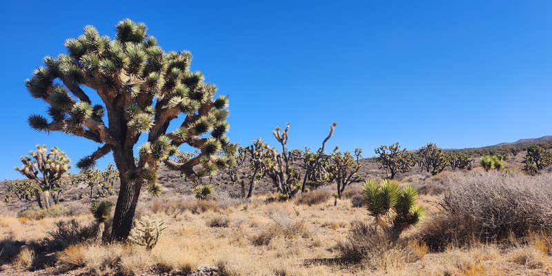 Camper submitted image from Kokoweef Dispersed Camping