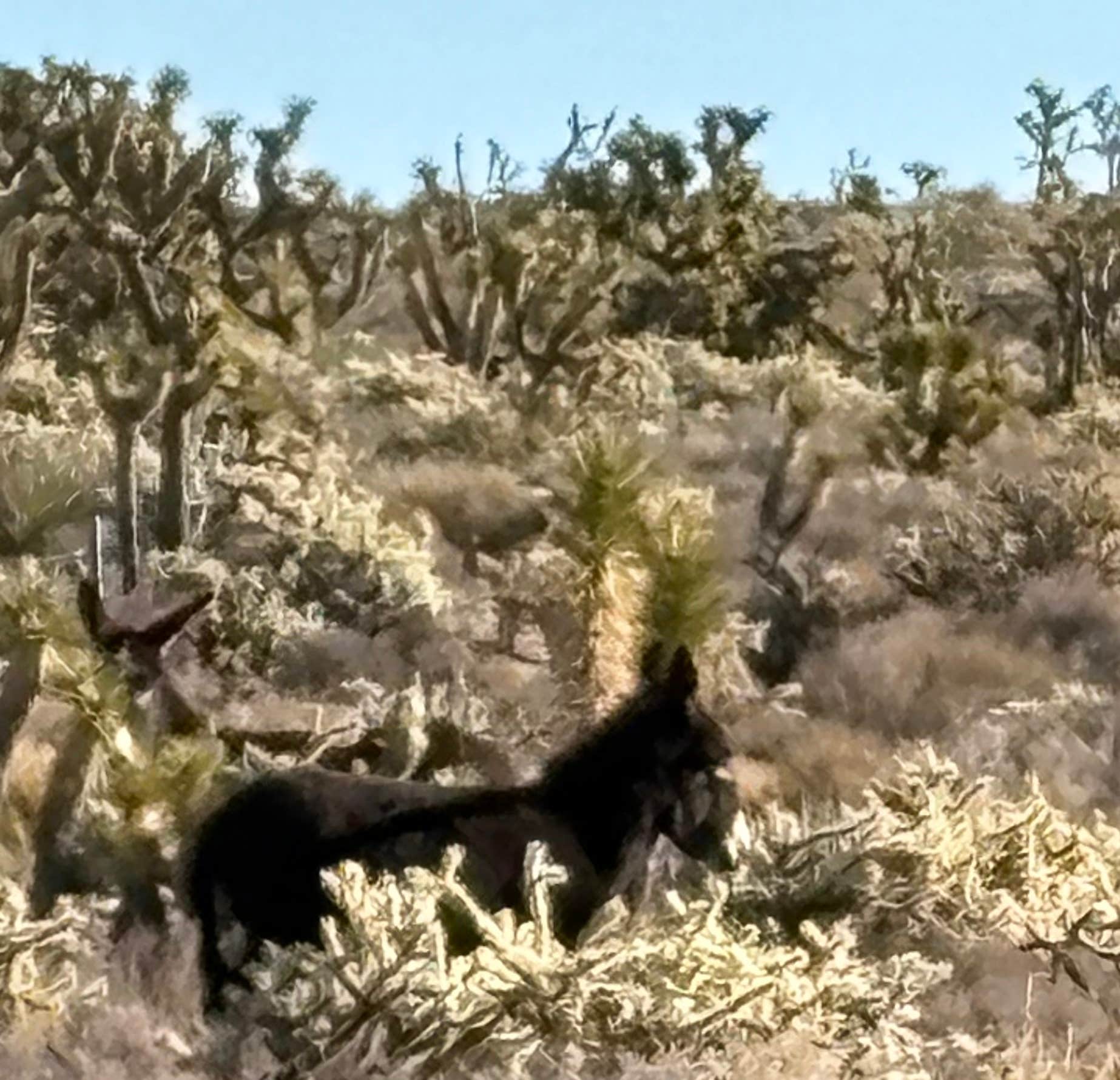 Camper-submitted photo at Kokoweef Dispersed Camping near Nipton, CA