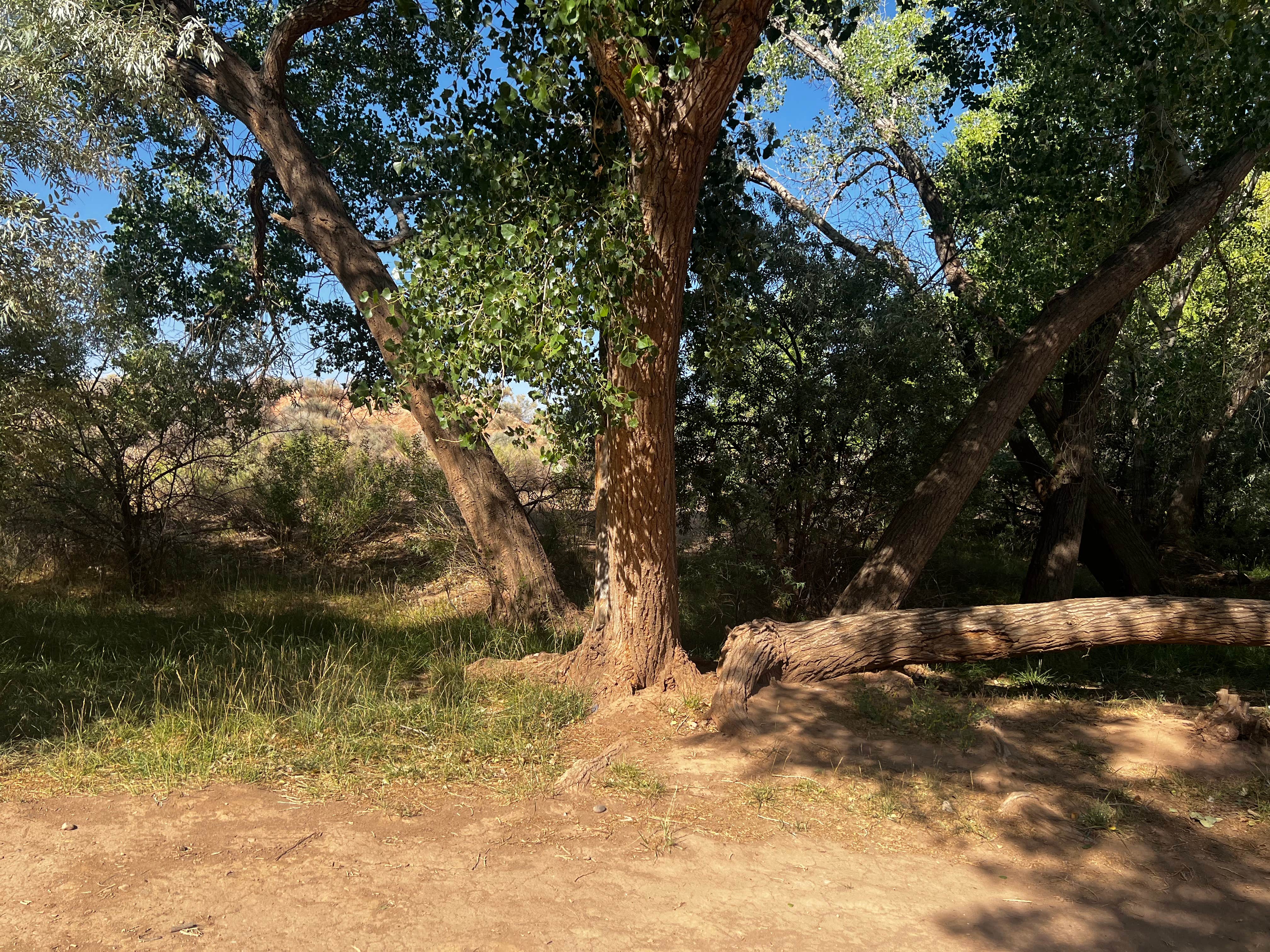 Camper submitted image from Kolob terrace dispersed camping - 1