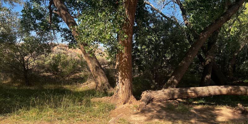 Camper submitted image from Kolob terrace dispersed camping