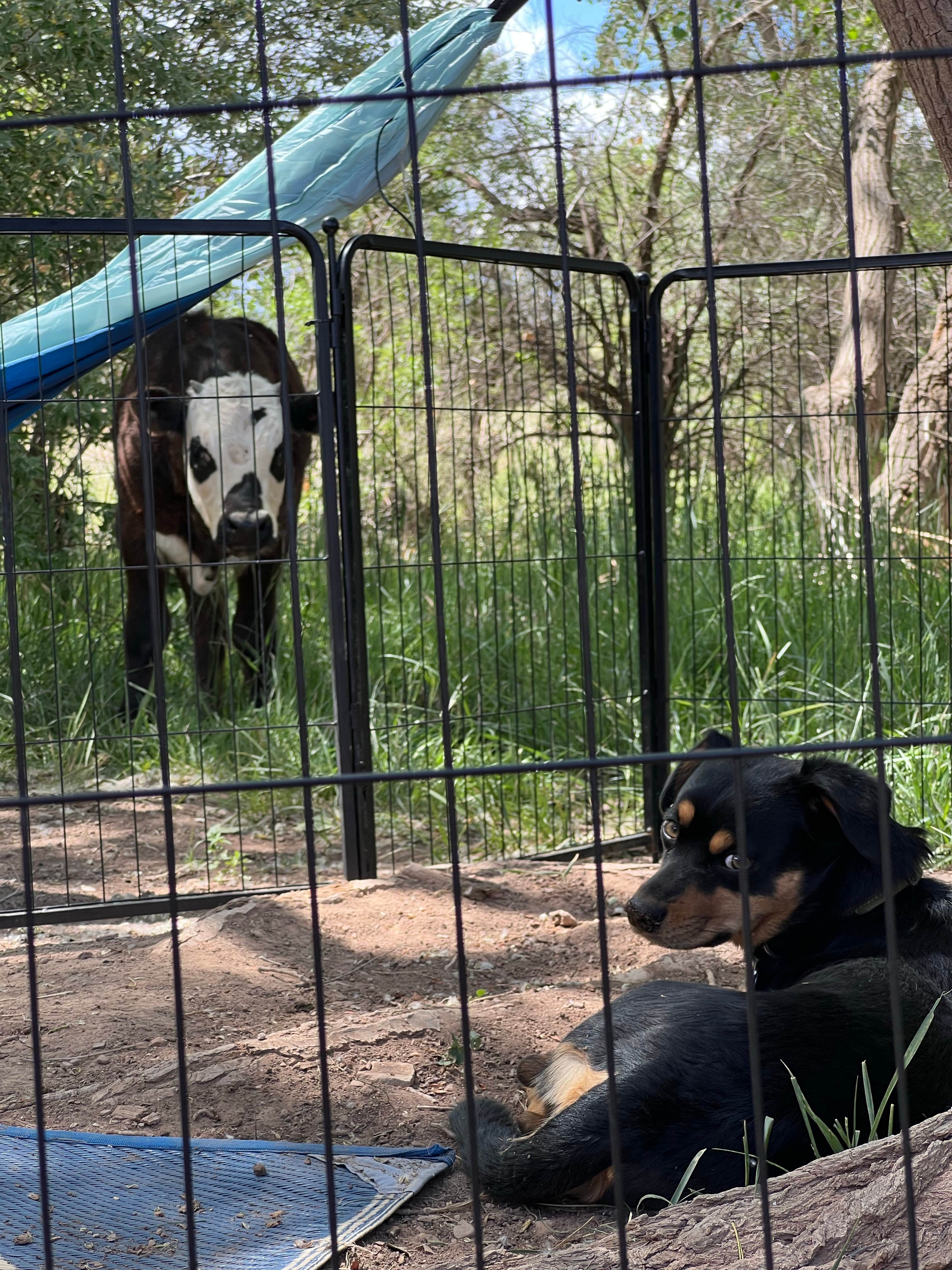 John R.'s photo of camping with pets at Kolob Terrace Road near Zion National Park