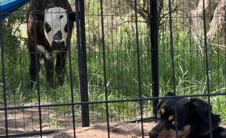 John R.'s photo of camping with pets at Kolob Terrace Road near Zion National Park