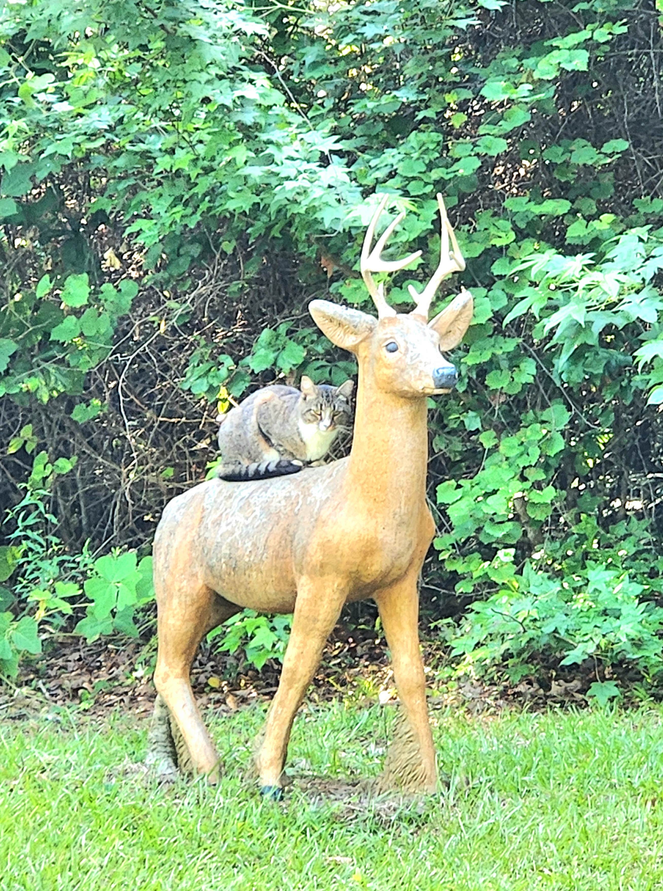 Bobbie S.'s photo of camping with pets at Kountry Air RV Park near Marbury, AL