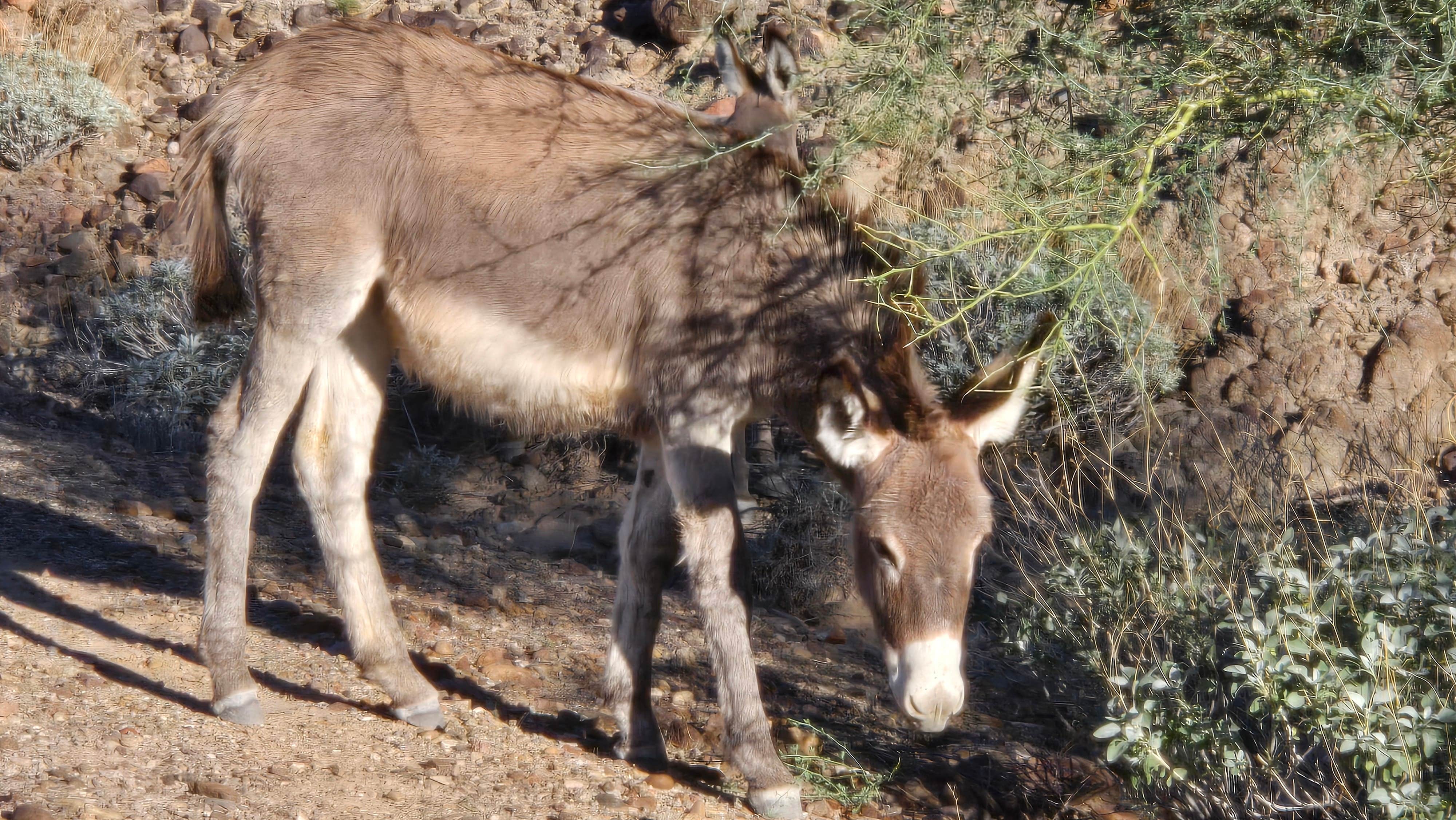 Camper-submitted photo at Kripple Kreek BLM Long Term Visitor Area near Wellton, AZ