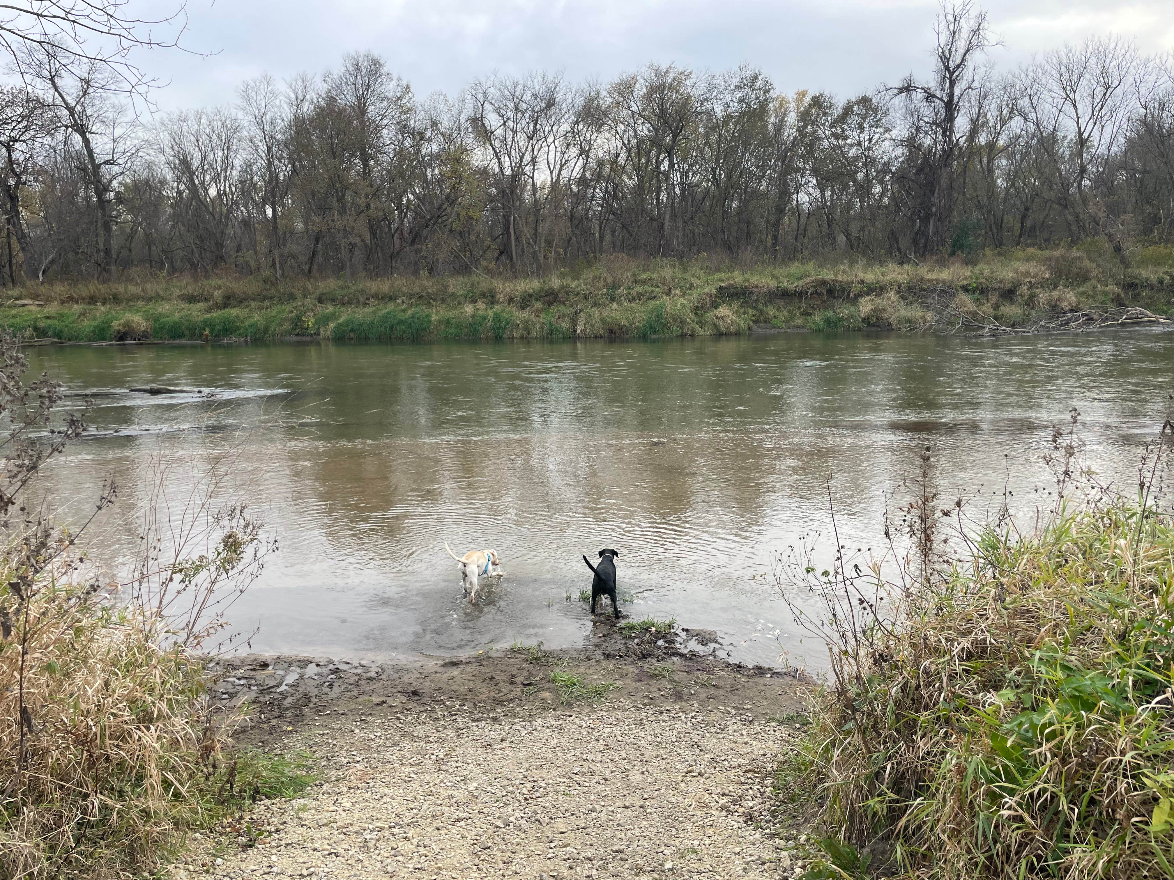Crystal B.'s photo of camping with pets at Kruger Unit - RJD Memorial Hardwood State Forest near Red Wing, MN