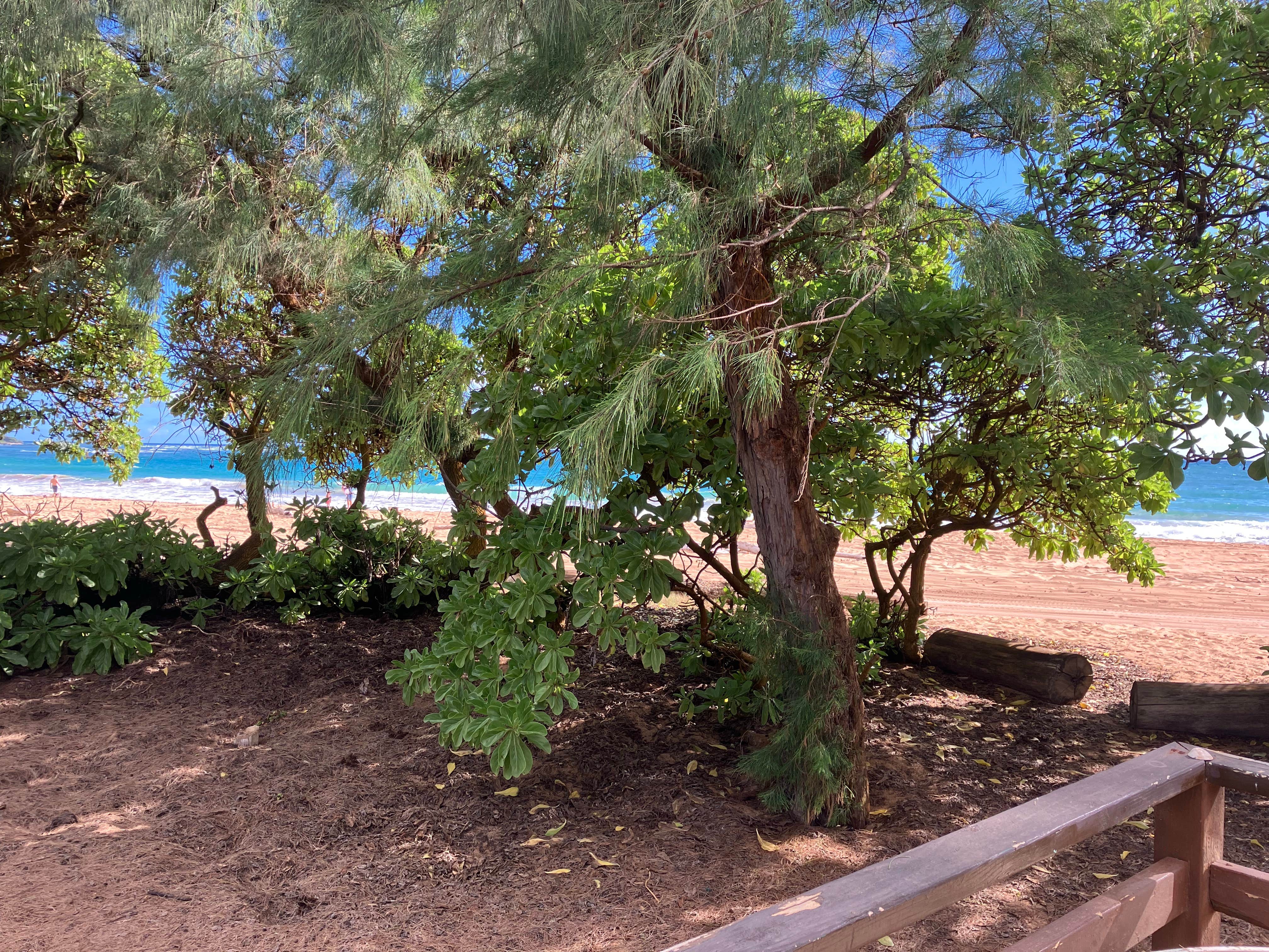 Camper-submitted photo at Kumu Camp near Kapa‘a, HI