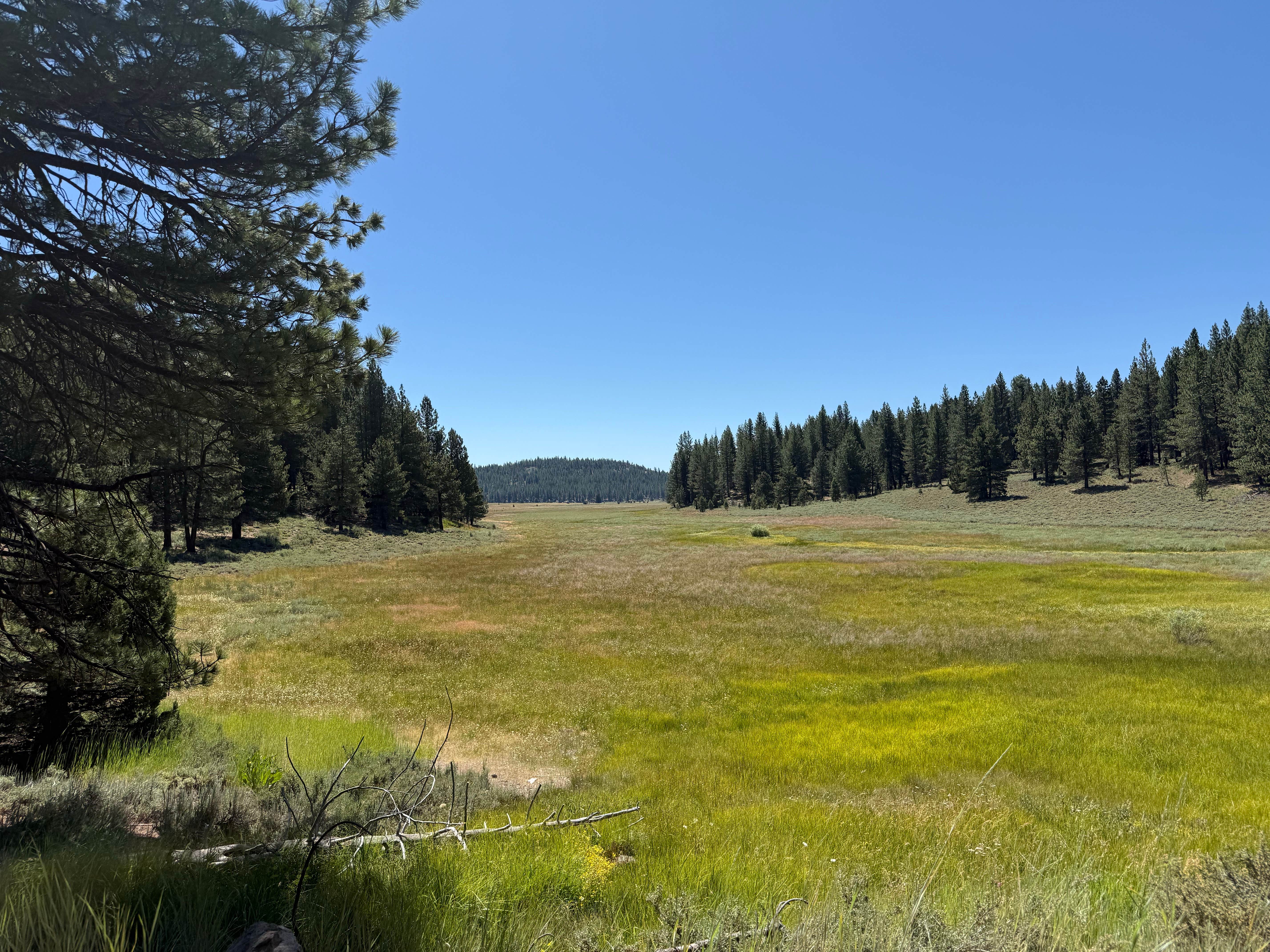 Camping near Sardine Peak Lookout: Kyburz Flats, Sierraville, California