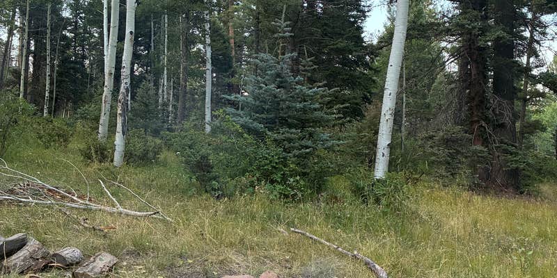 Camper submitted image from Carson National Forest La Junta Canyon