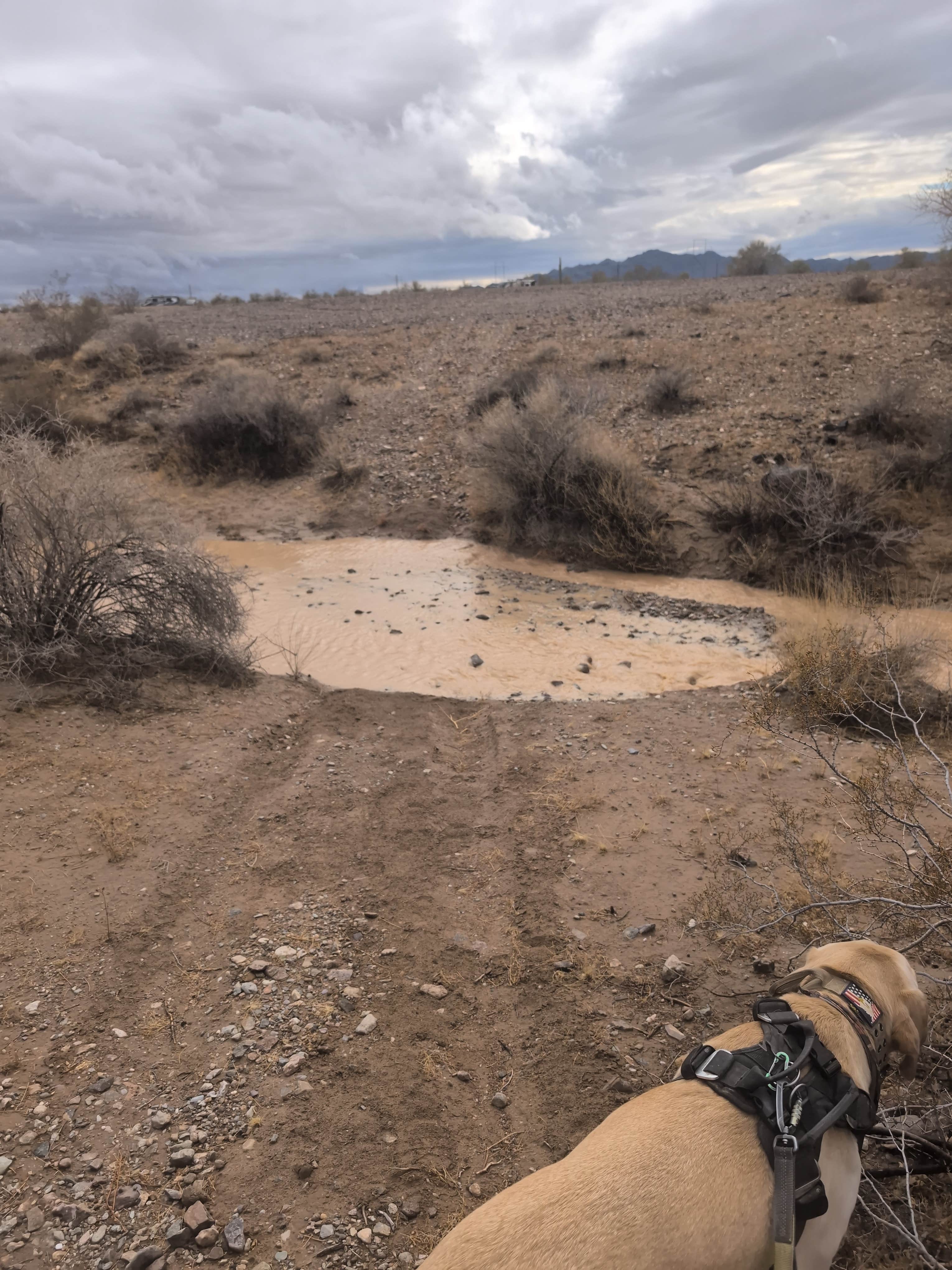 Rick M.'s photo of camping with pets at La Posa South BLM Long Term Visitor Area (LTVA) near Salome, AZ