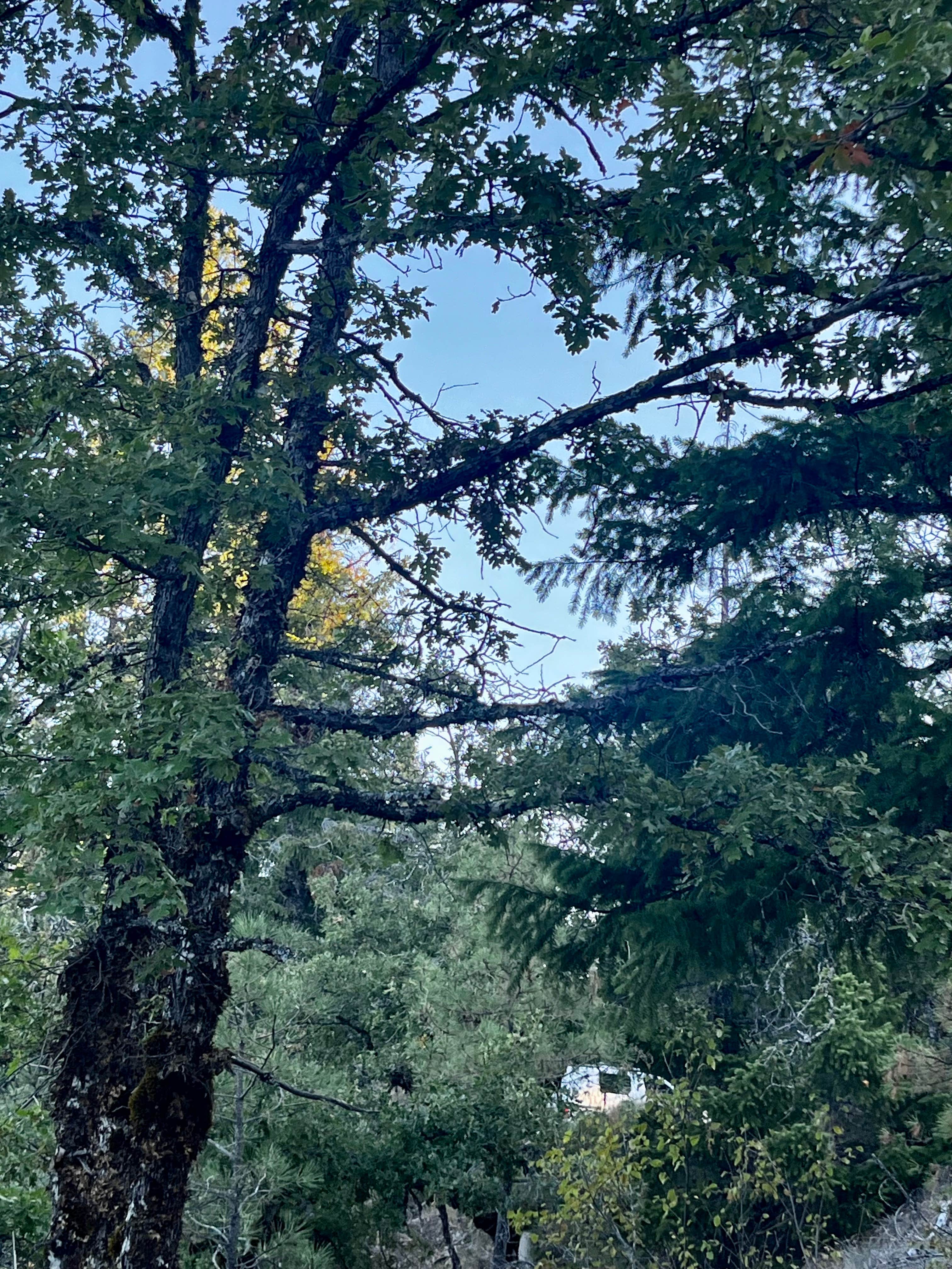 Camper-submitted photo at Lacks Creek BLM near Blue Lake, CA