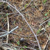 Review photo of Lacks Creek BLM by tim M., November 17, 2023