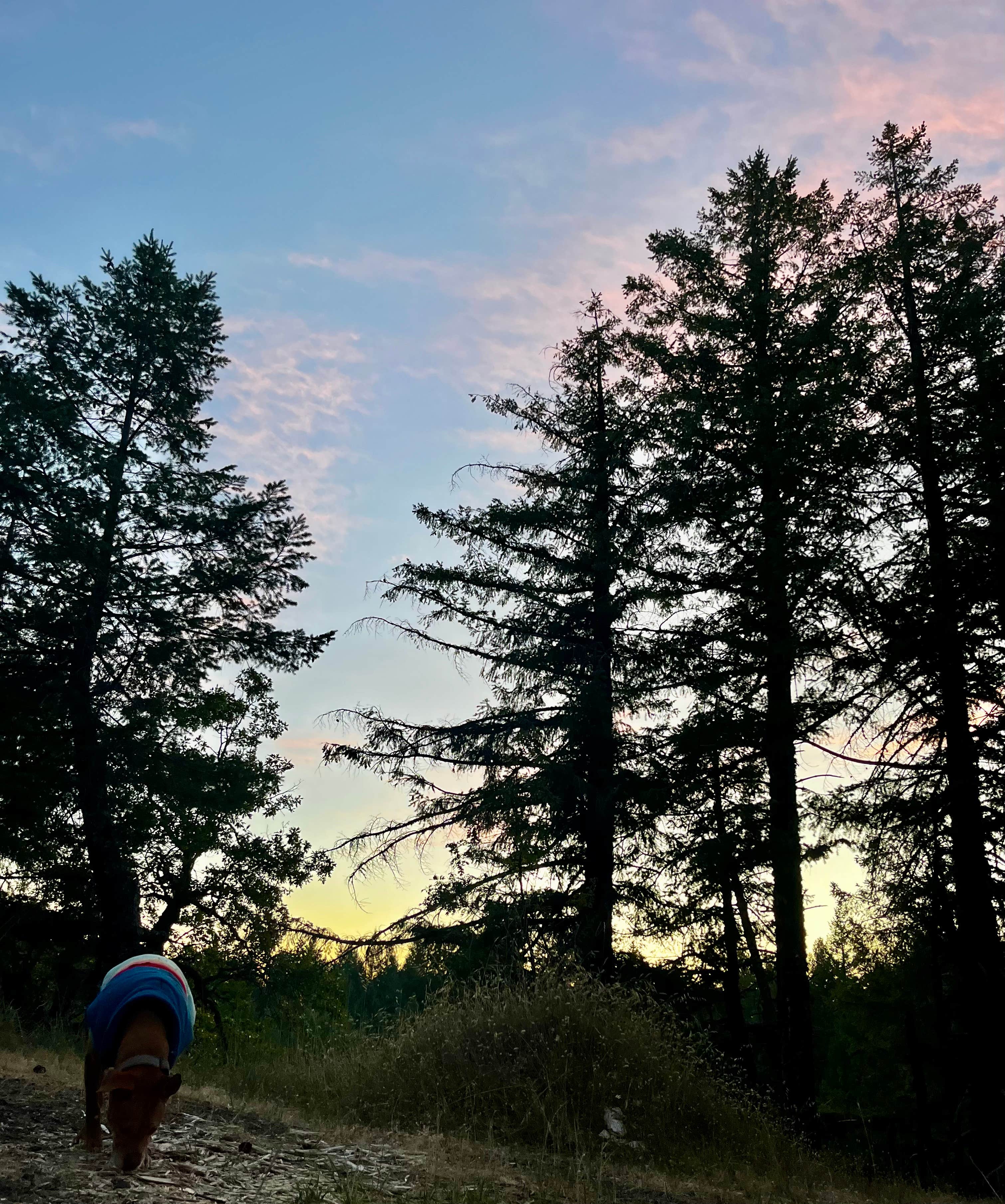 Camper-submitted photo at Lacks Creek BLM near Blue Lake, CA