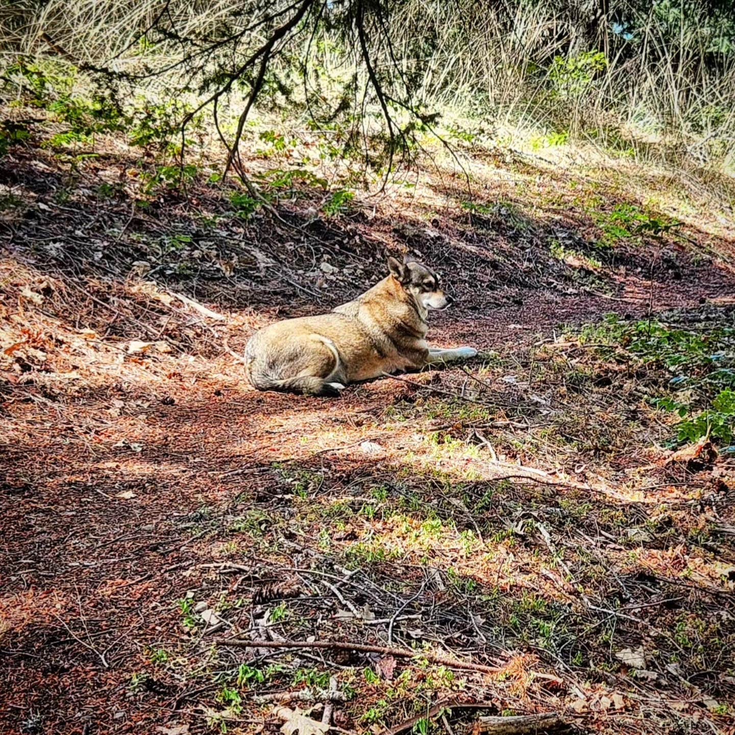 Kalah H.'s photo of camping with pets at Lacks Creek BLM near Six Rivers National Forest
