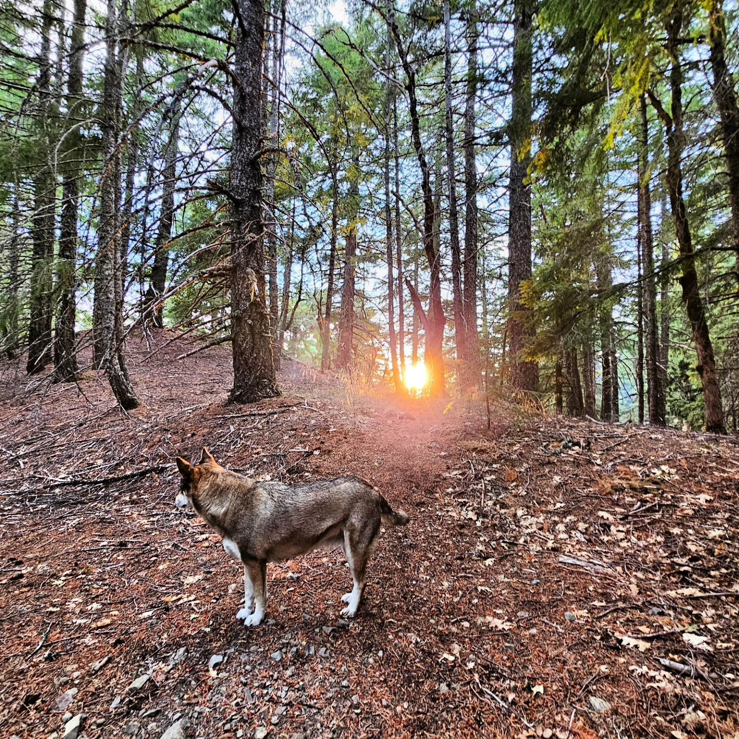 Kalah H.'s photo of camping with pets at Lacks Creek BLM near Six Rivers National Forest