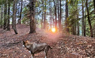 Kalah H.'s photo of camping with pets at Lacks Creek BLM near Arcata, CA