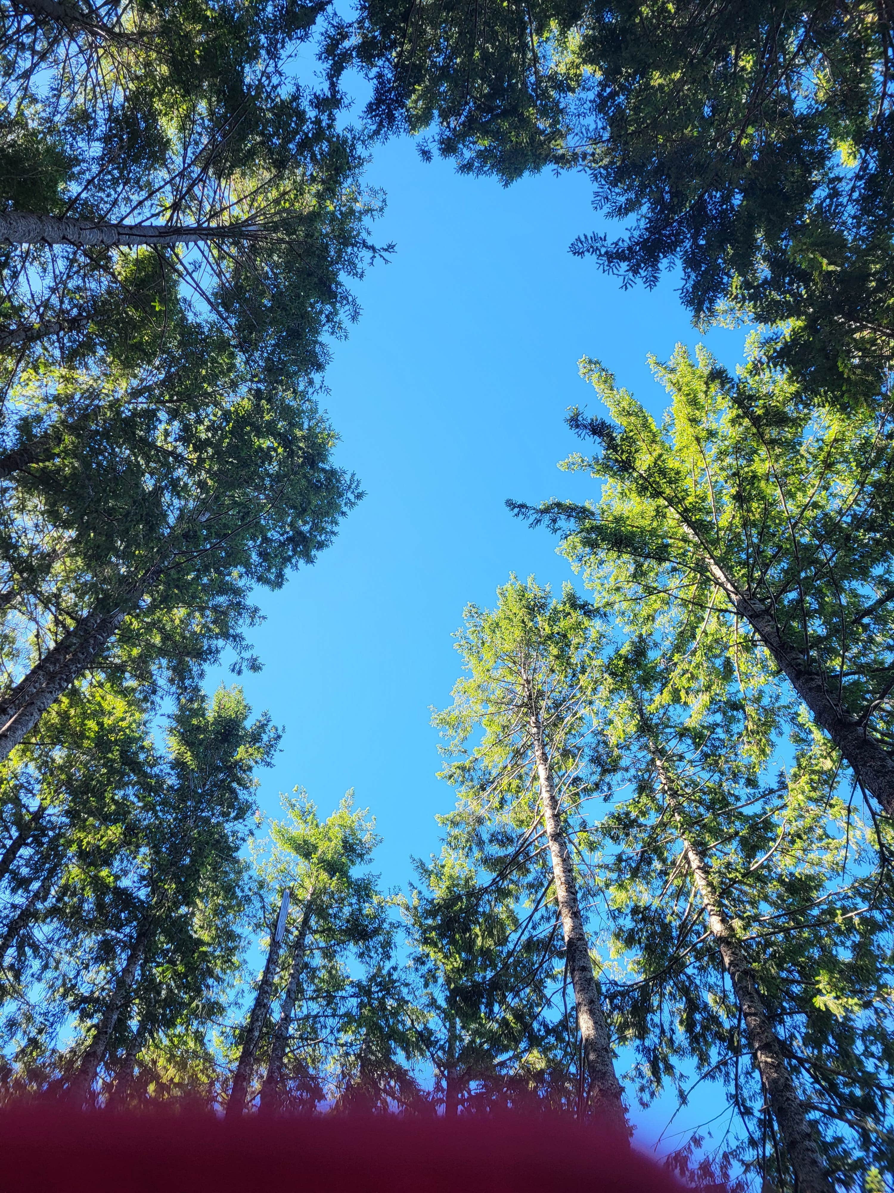Kelly V.'s photo of a dispersed camping area at Lacks Creek BLM near Bridgeville, CA