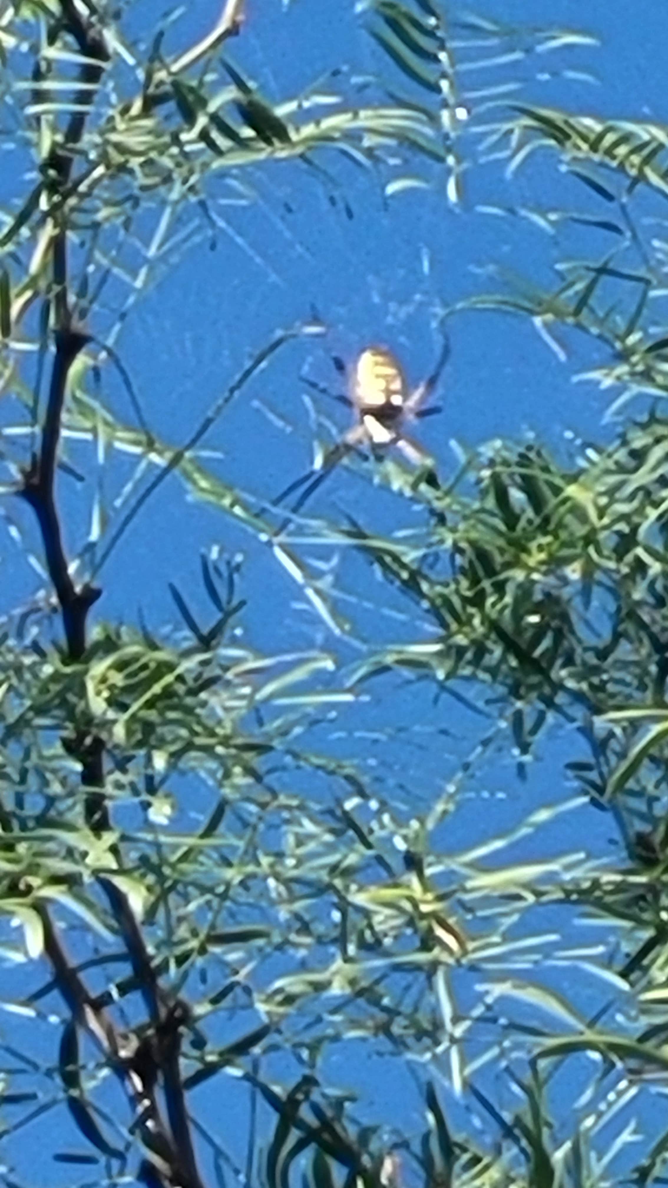 Camper-submitted photo at lake arrowhead state park near Iowa Park, TX