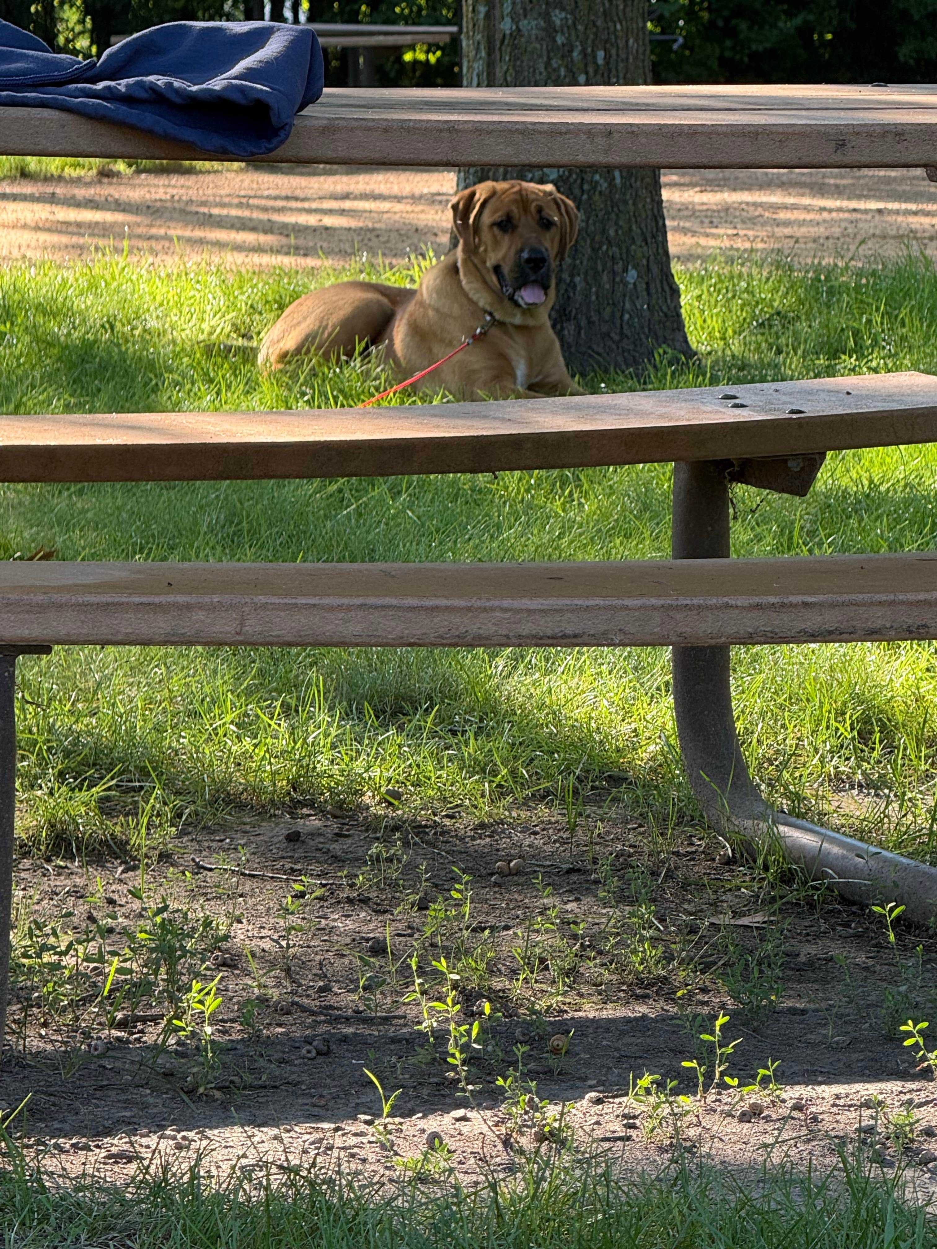 Stina M.'s photo of camping with pets at Lake Auburn Campground near Savage, MN