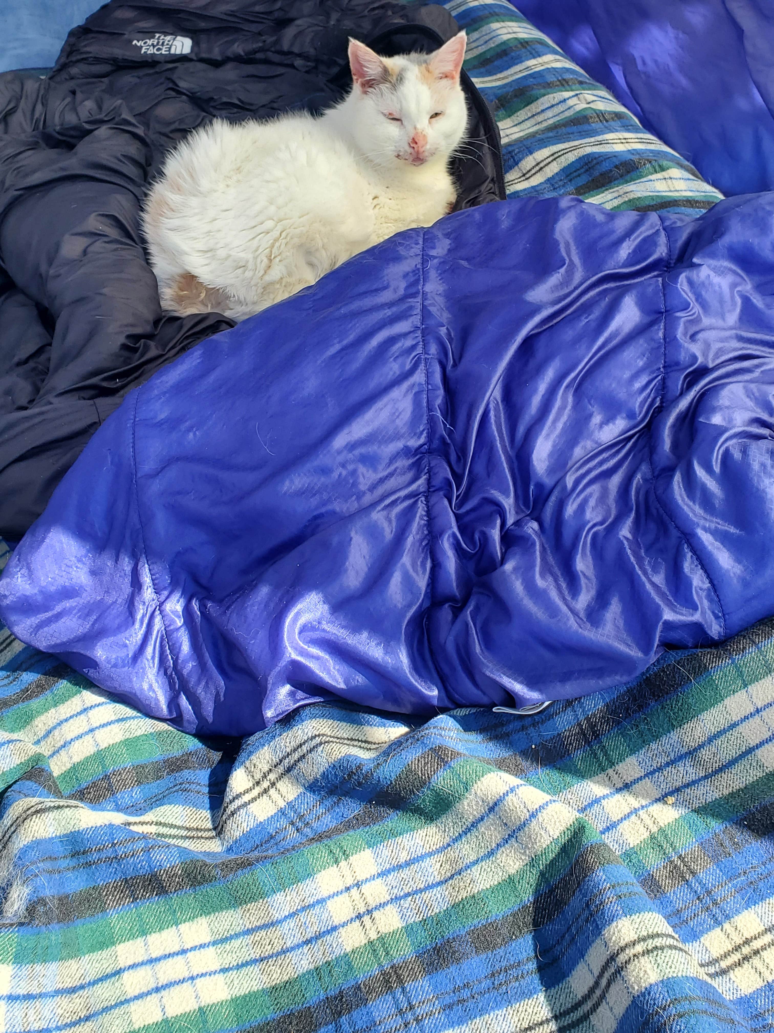 Michelle M.'s photo of camping with pets at Lake Casitas Recreation Area near Santa Barbara, CA