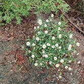 Review photo of Lake Colorado City State Park Campground by Andy M., May 22, 2026
