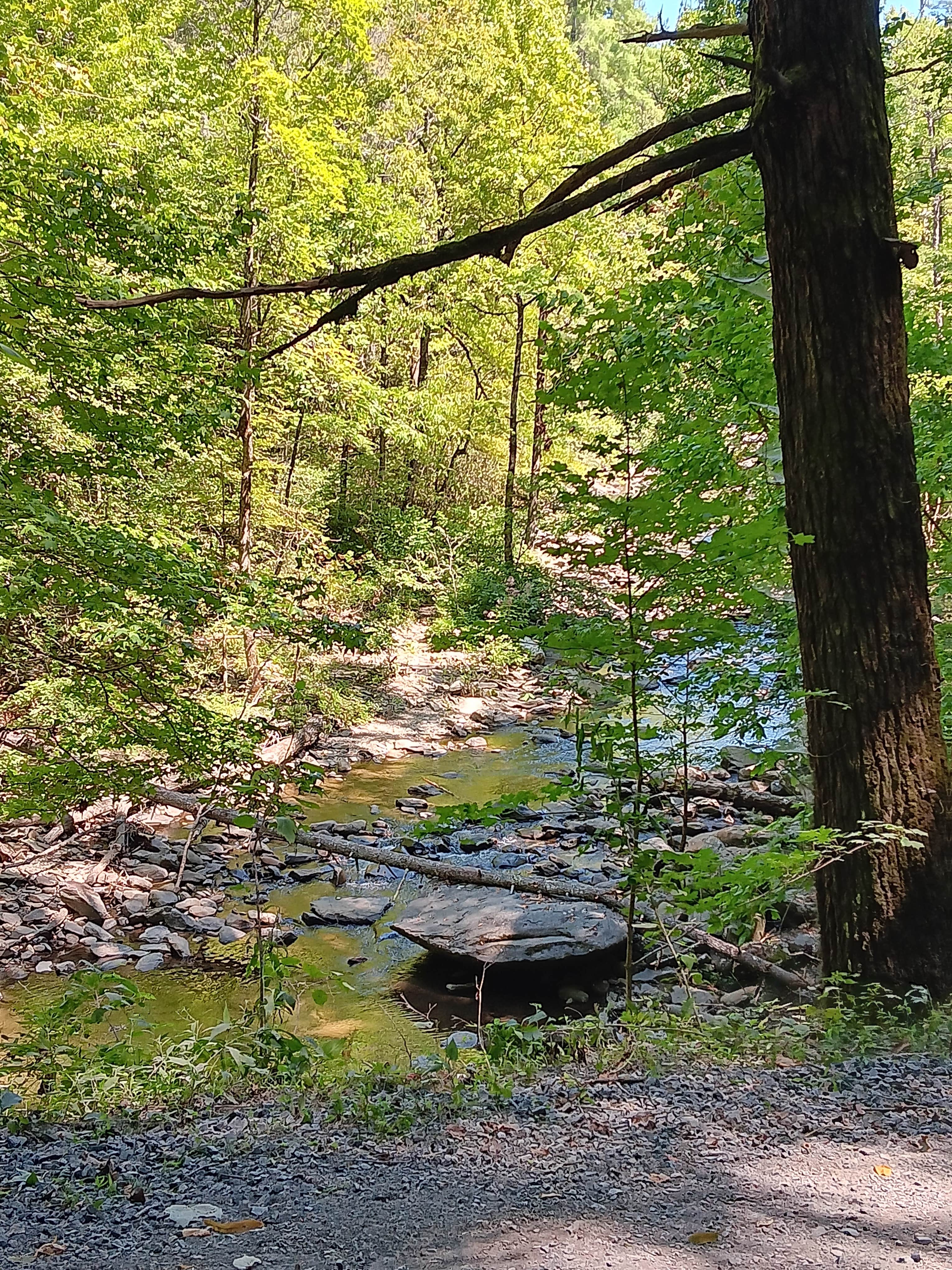 Camper submitted image from Lake Conasauga Overflow Campground — Chattahoochee Oconee National Forest - 4