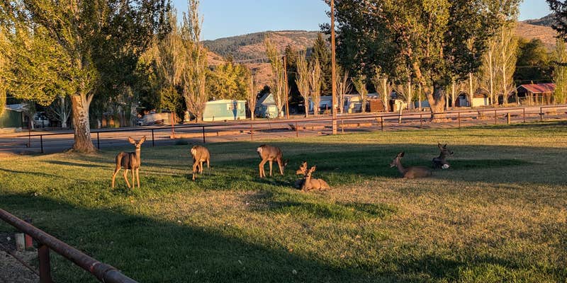 Camper submitted image from Lake County Fairgrounds