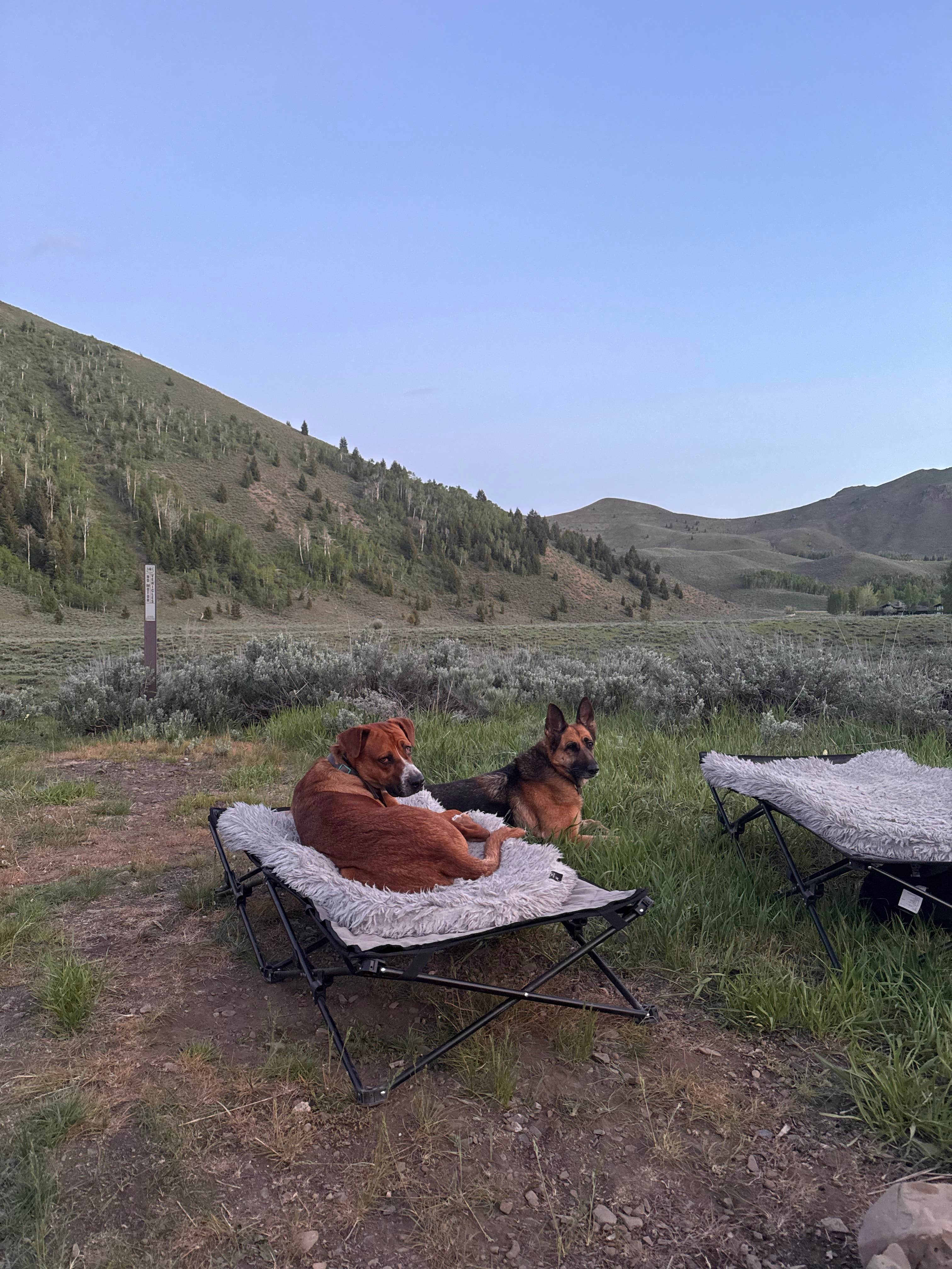 Bethany W.'s photo of camping with pets at Lake Creek Rd Dispersed near Sawtooth National Forest