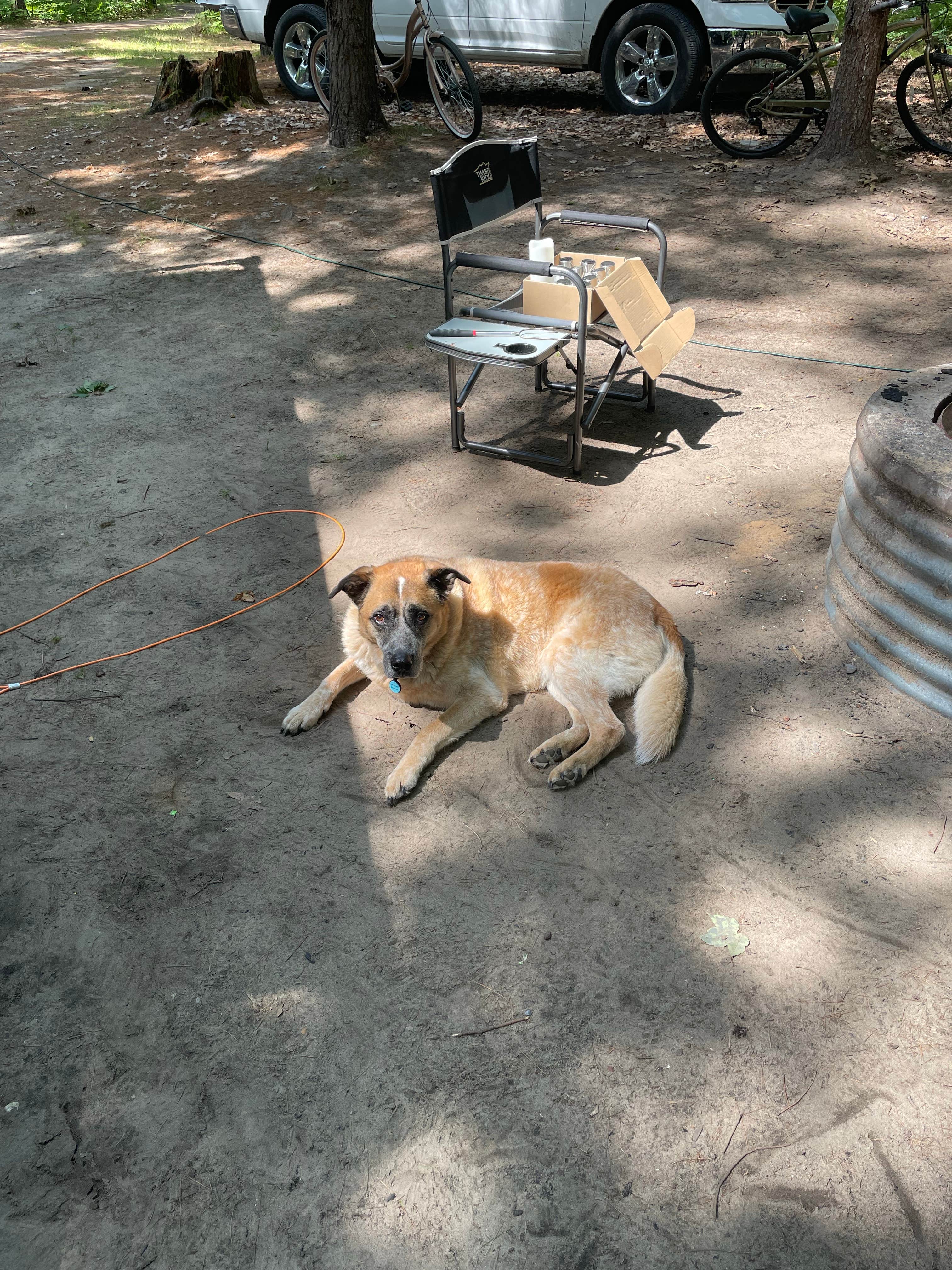 Nicole V.'s photo of camping with pets at Lake Dubonnet State Forest Campground near Empire, MI