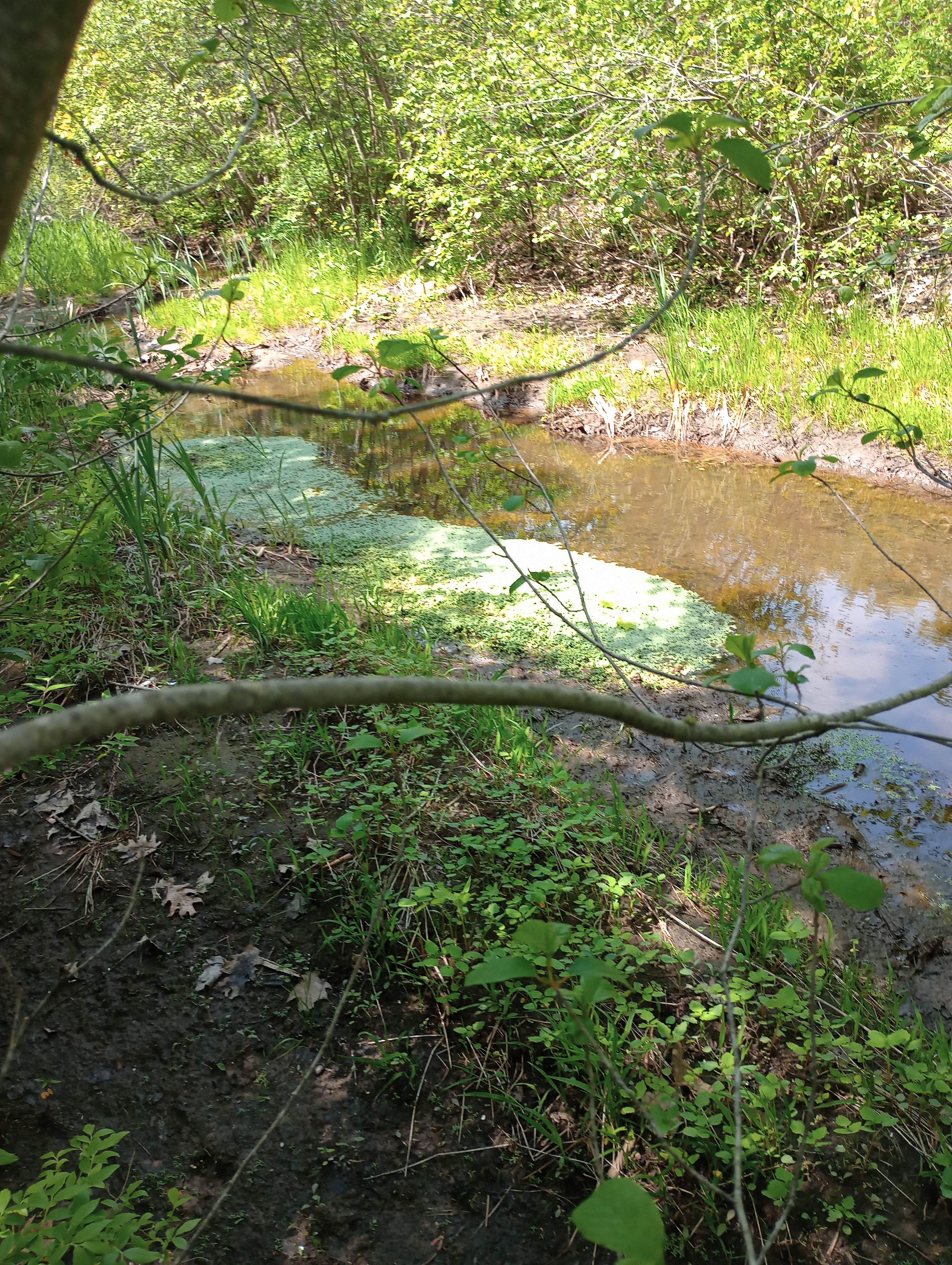 Camper-submitted photo at Lake Forest RV Resort near Newfield, ME