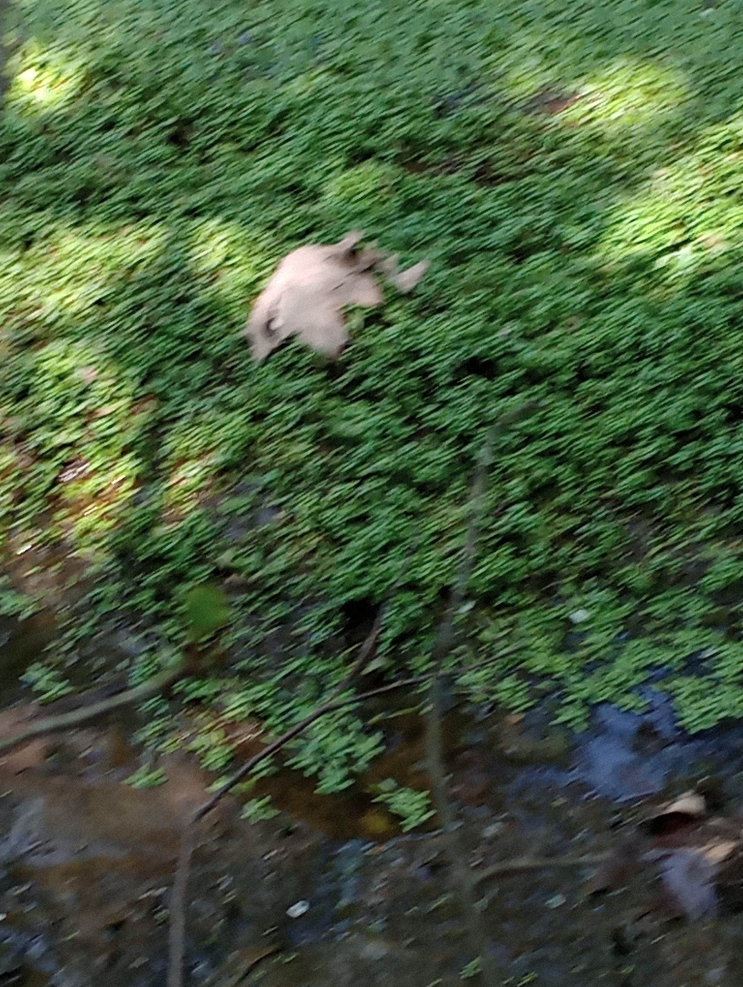 Camper-submitted photo at Lake Forest RV Resort near Newfield, ME