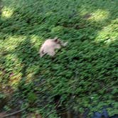 Review photo of Lake Forest RV Resort by Amanda W., July 18, 2024