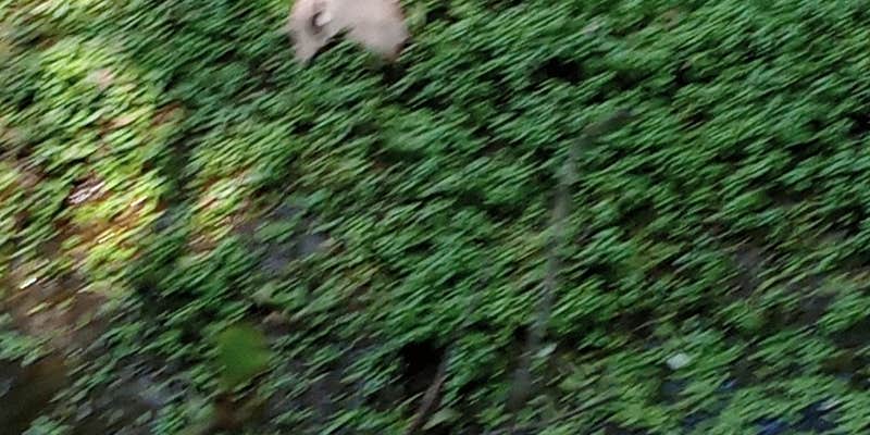 Camper submitted image from Lake Forest RV Resort