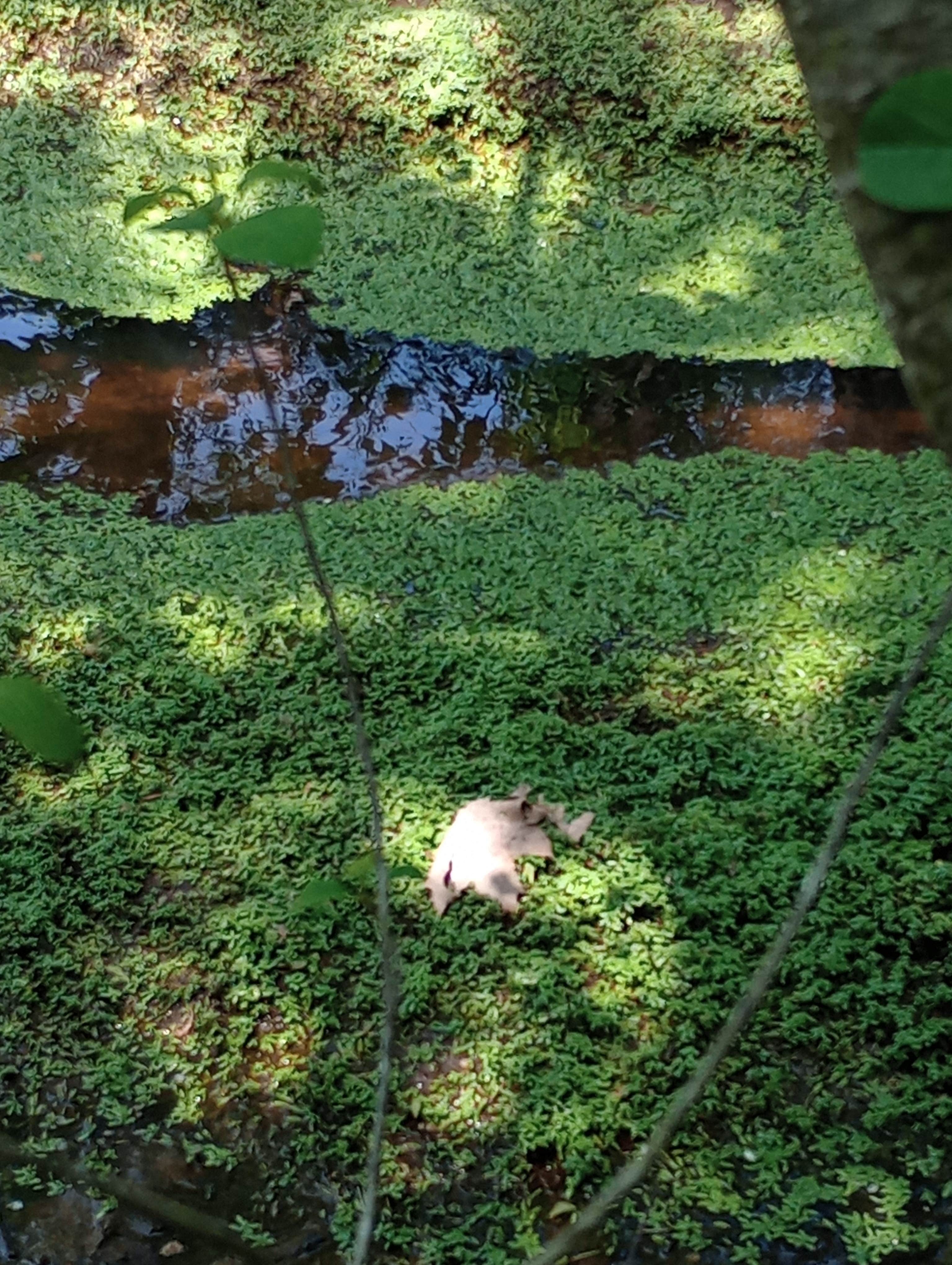 Camper-submitted photo at Lake Forest RV Resort near Newfield, ME
