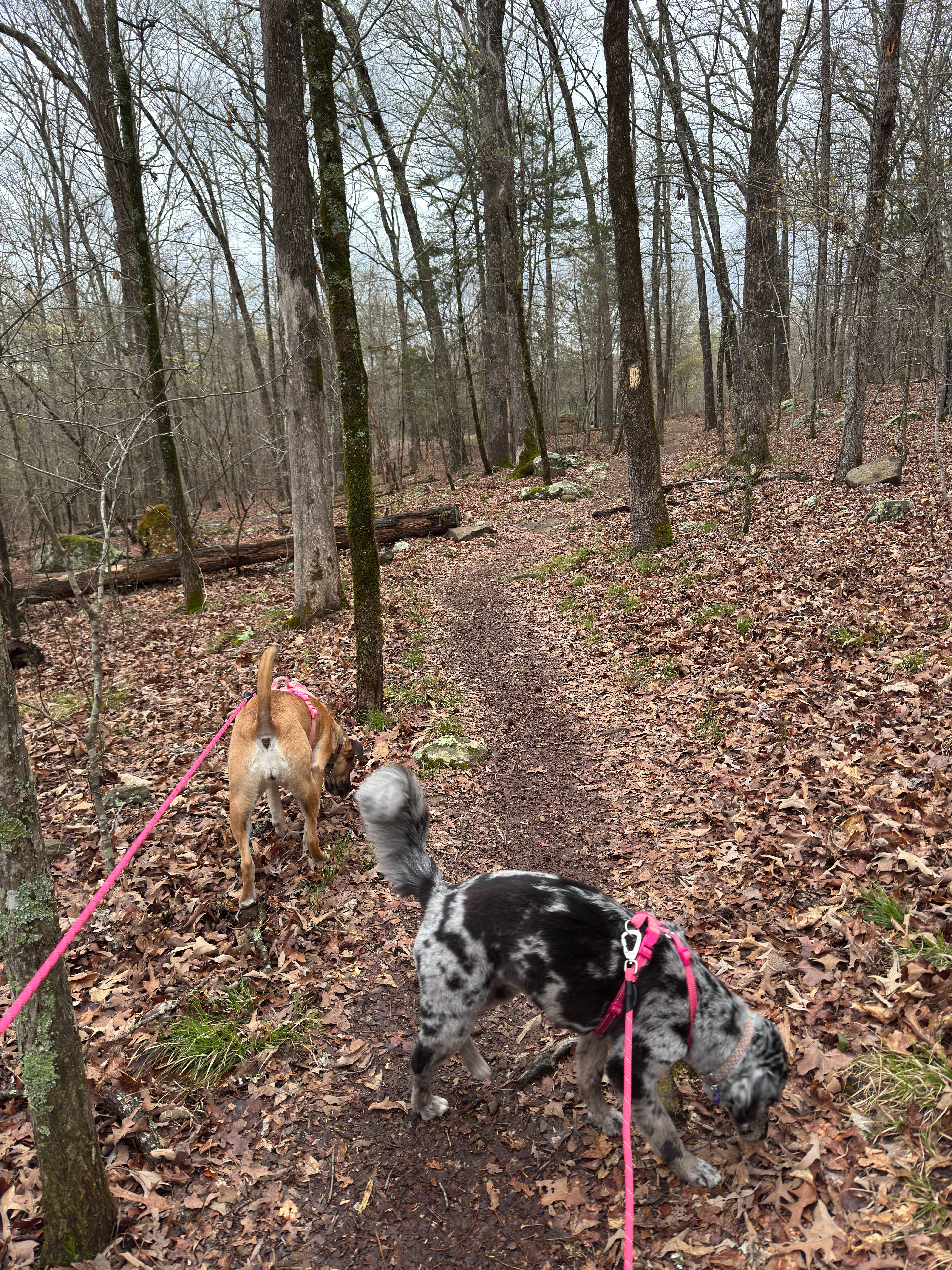 Jennifer O.'s photo of camping with pets at Lake Fort Smith State Park Campground near Fort Smith, AR