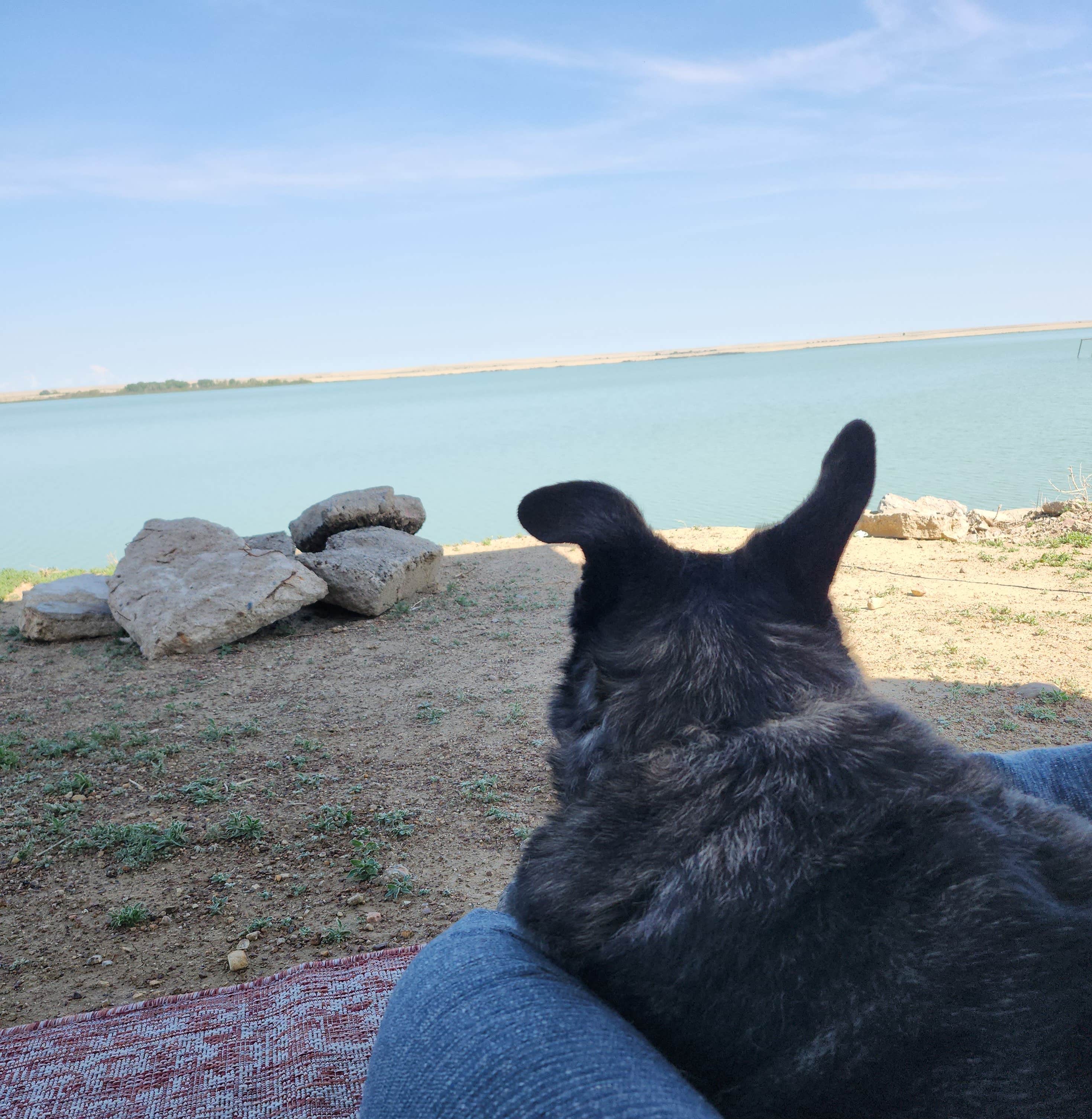 Kelda C.'s photo of camping with pets at Lake Henry near Hasty, CO