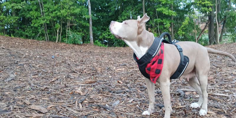 Camper submitted image from Lake Hickory RV Resort